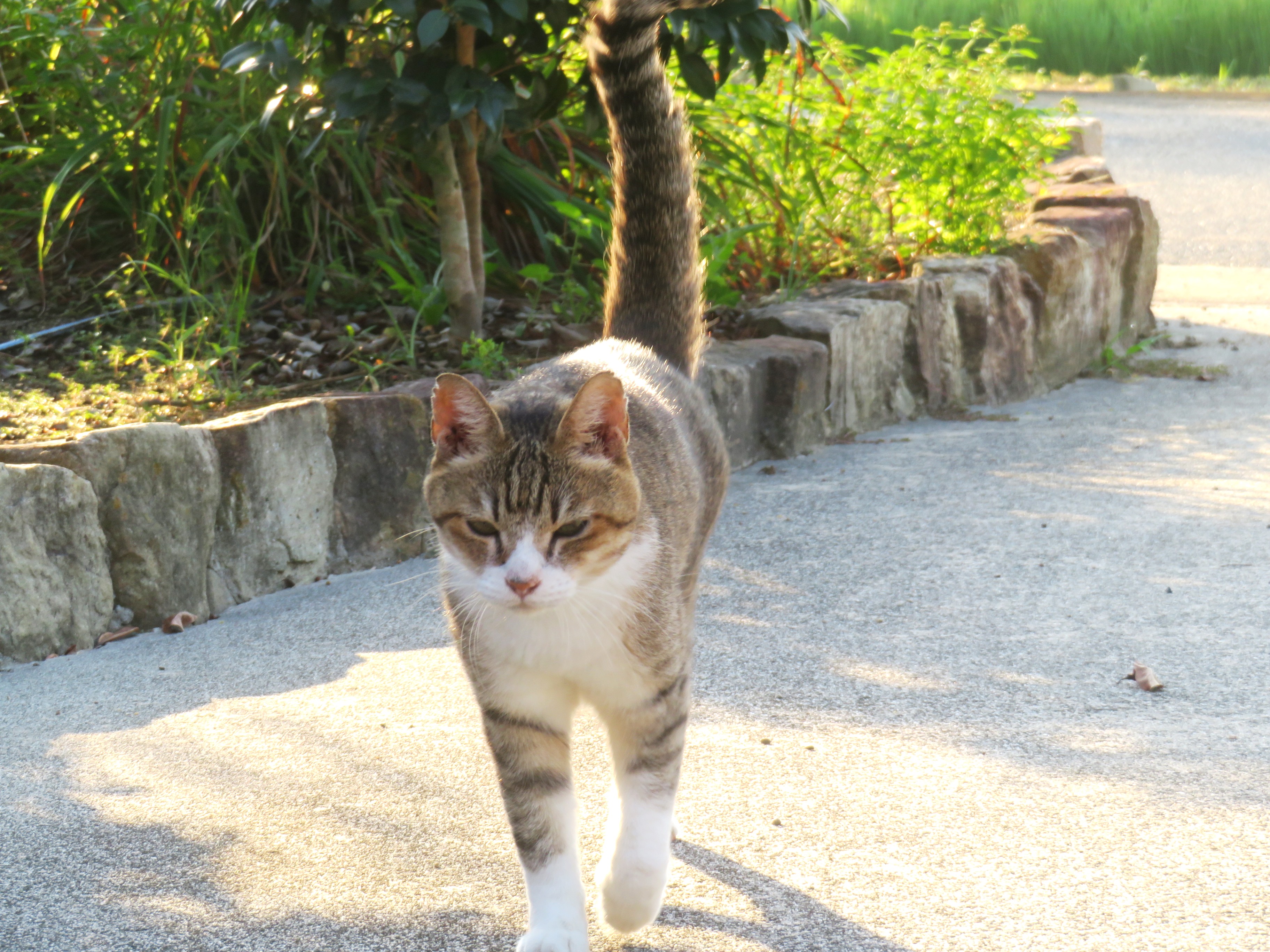 ねこ、風太 巡回