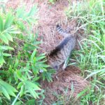 ねこ、風太　巡回