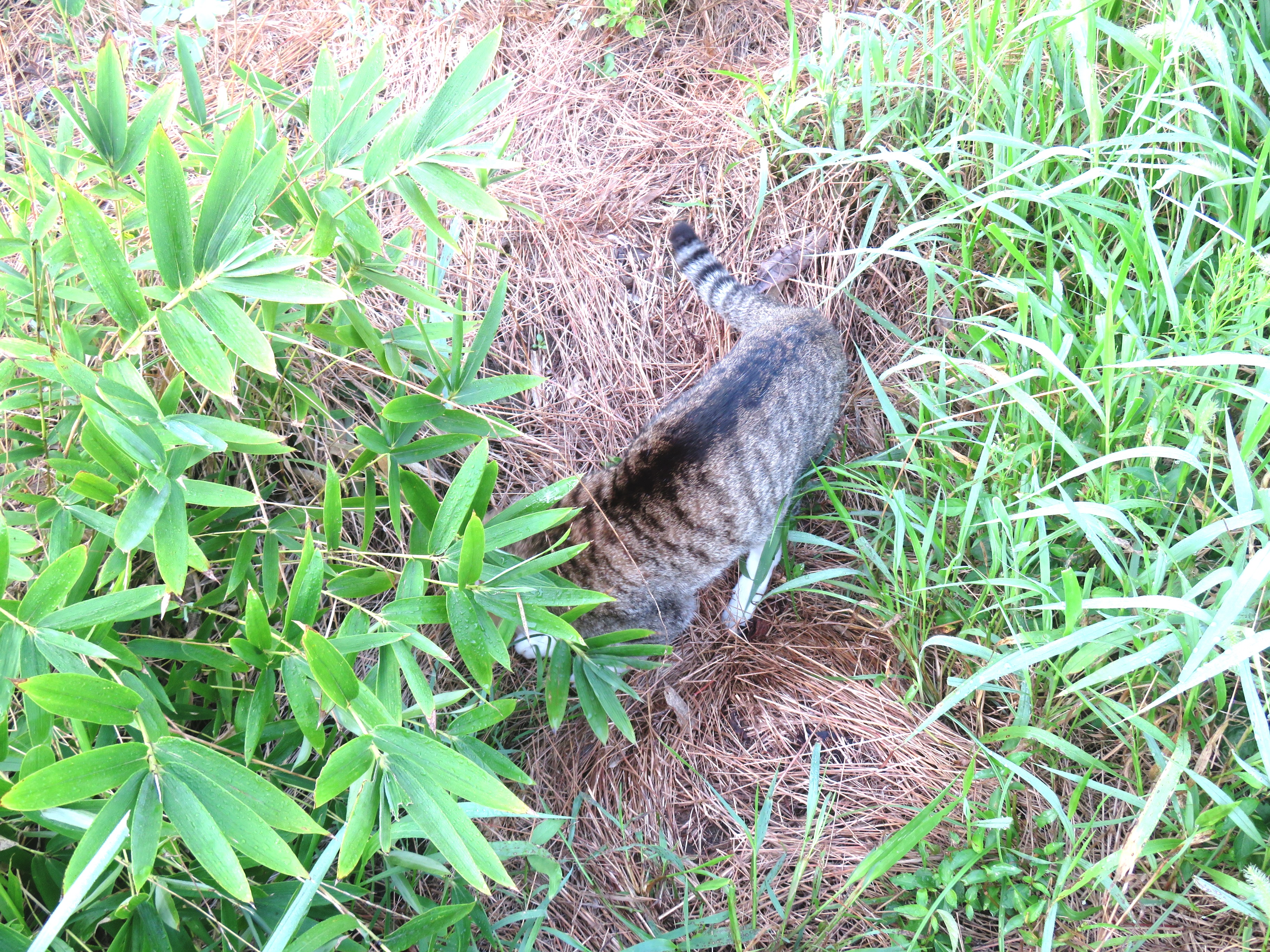 ねこ、風太 巡回