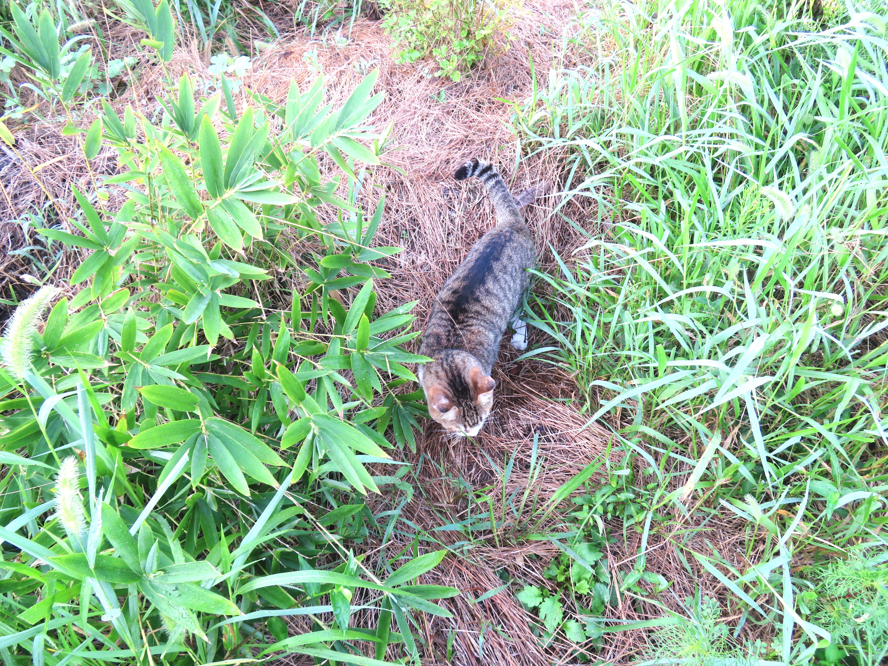 ねこ、風太 巡回