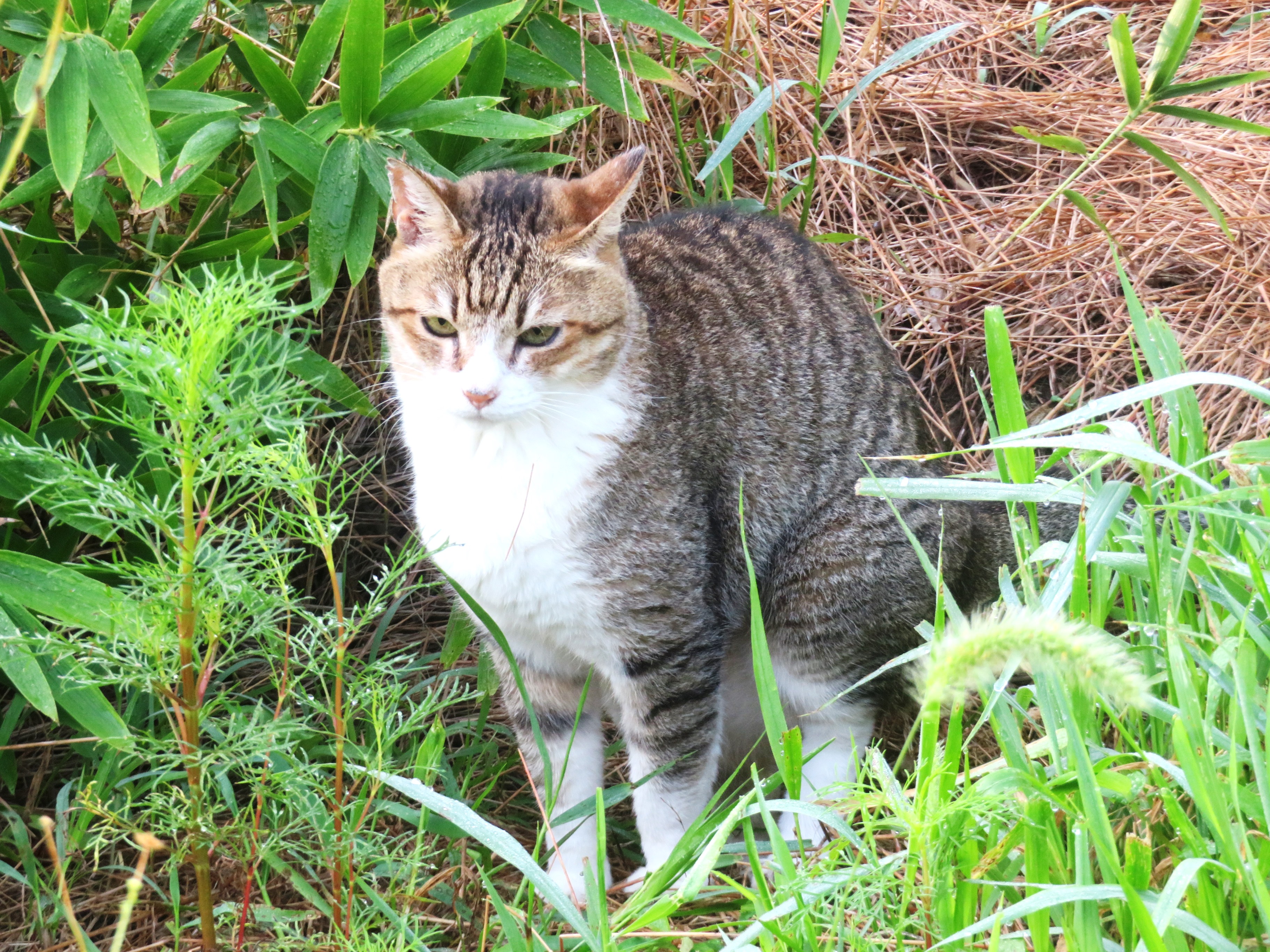 ねこ、風太 巡回
