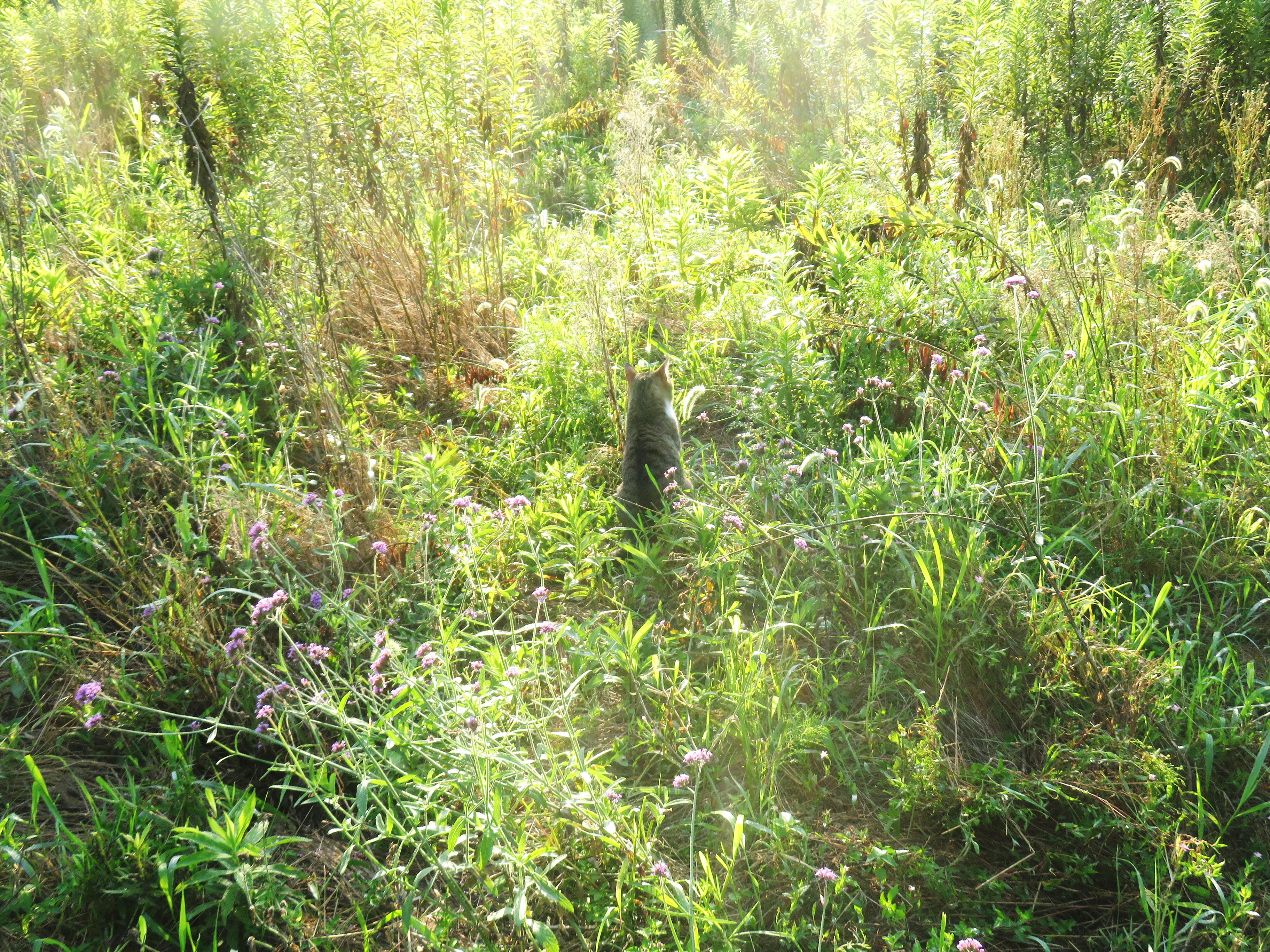 ねこ、風太 巡回