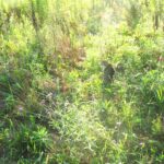 ねこ、風太　巡回