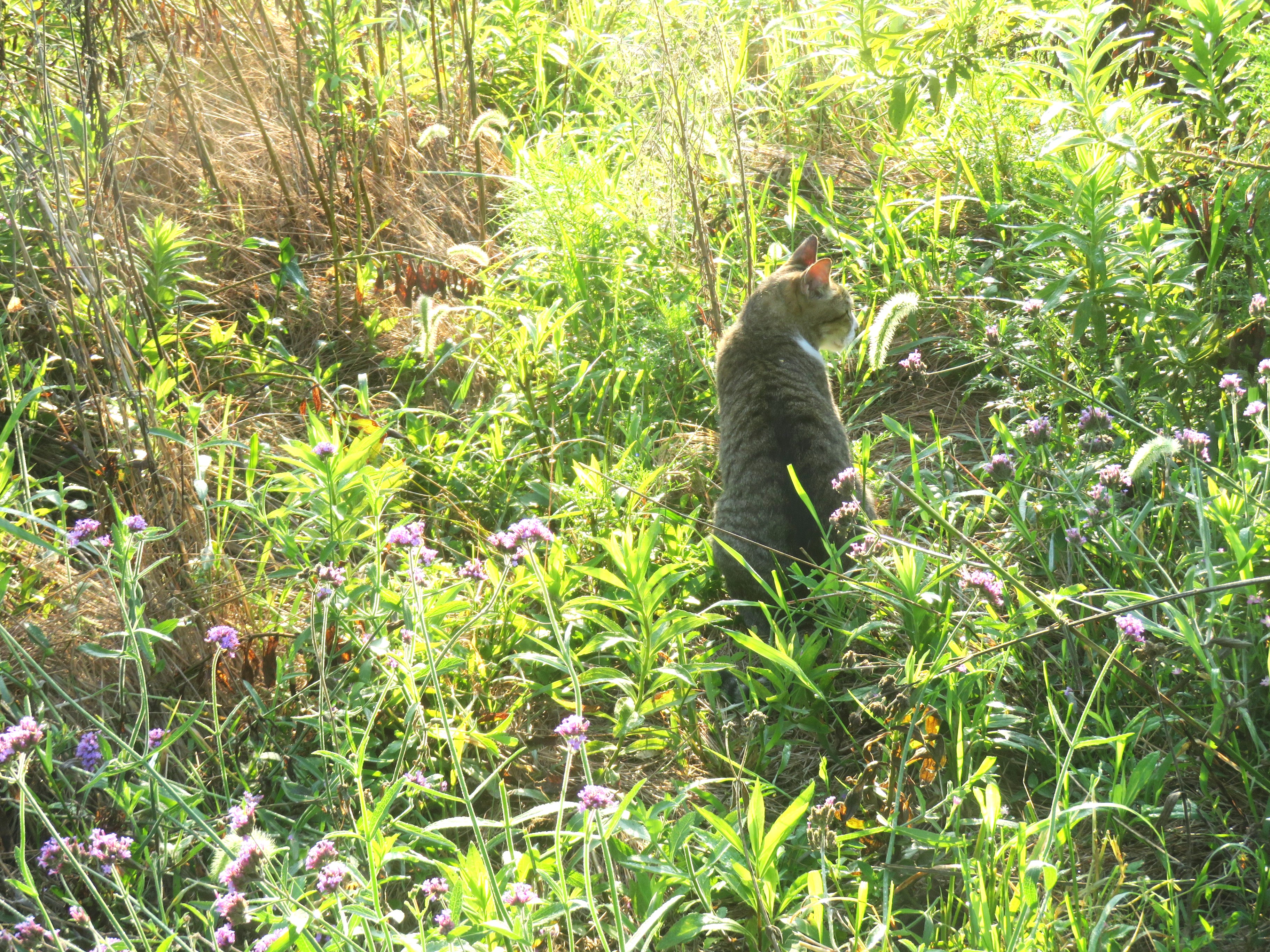 ねこ、風太 巡回