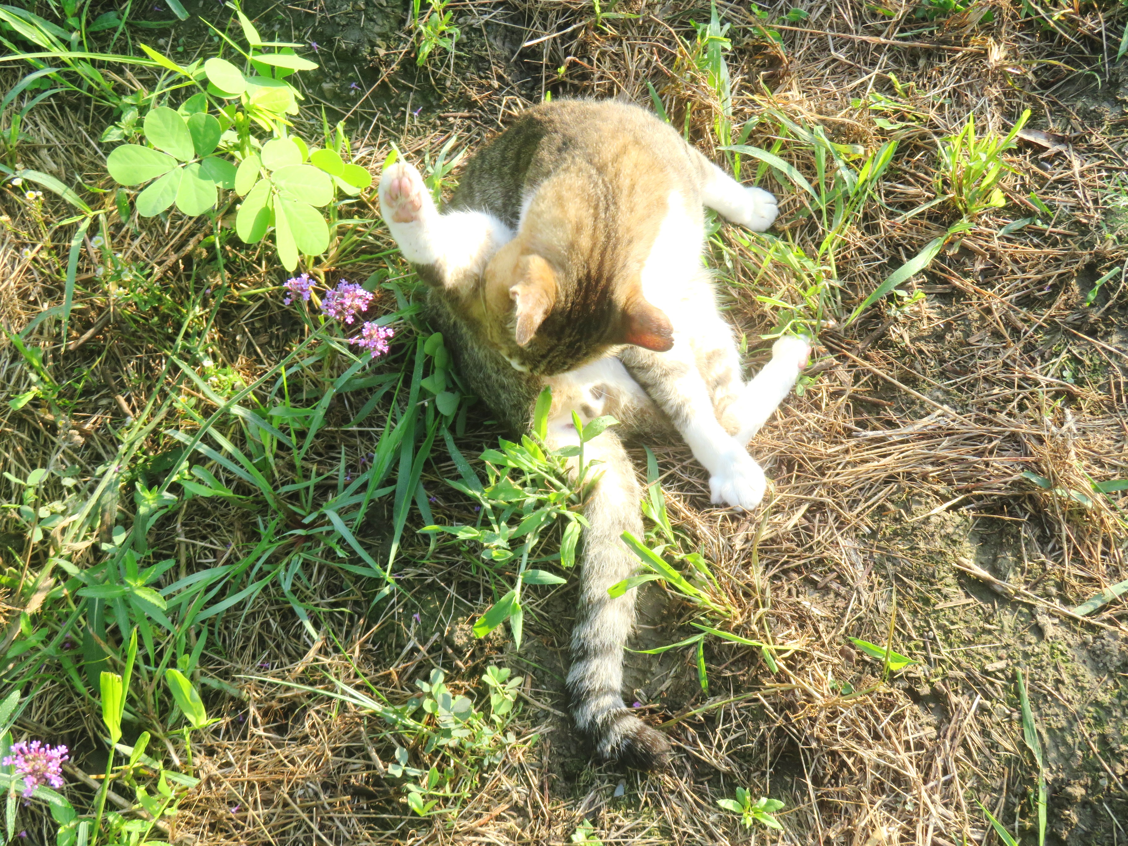 ねこ、風太　巡回