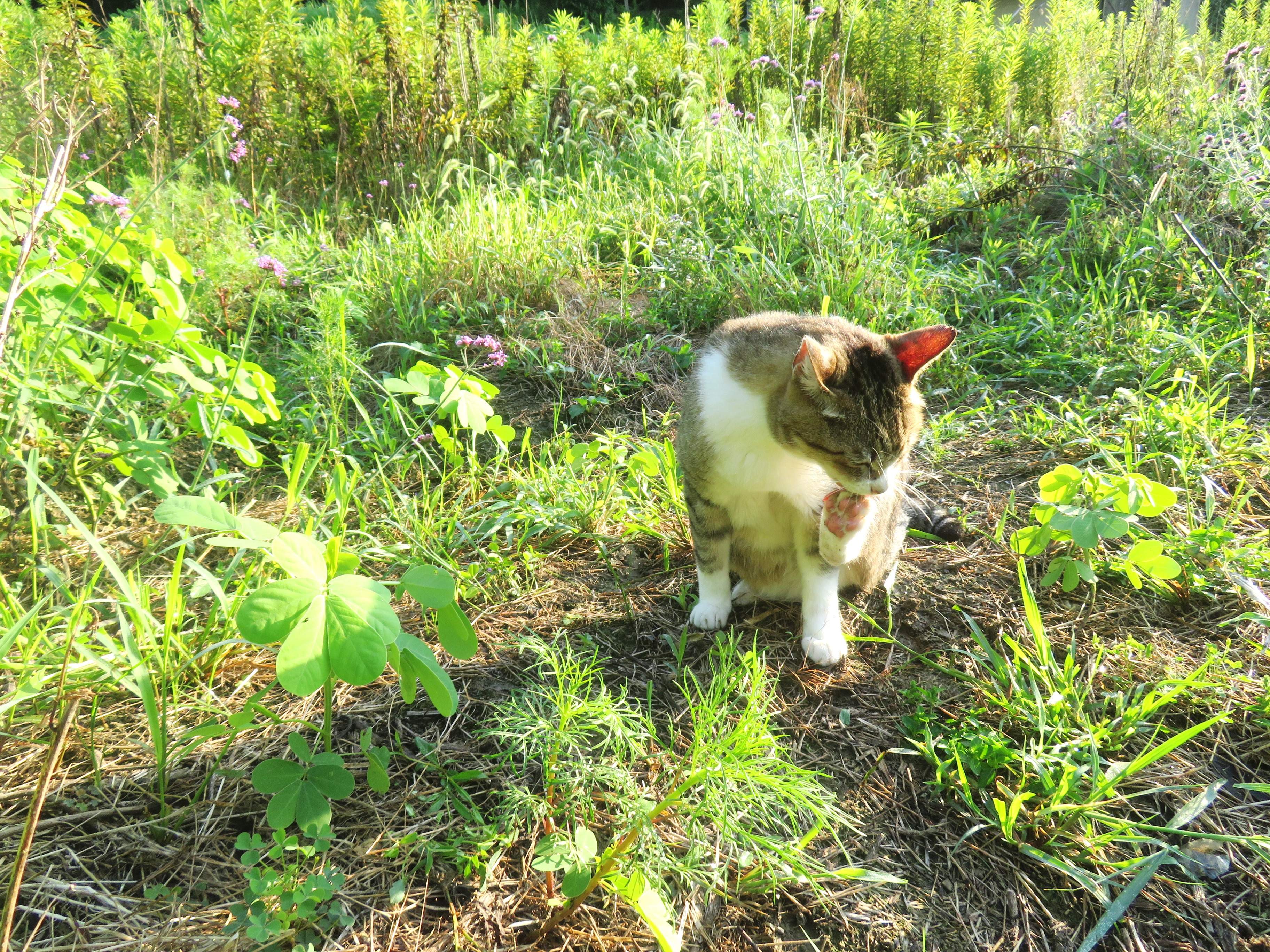 ねこ、風太　巡回