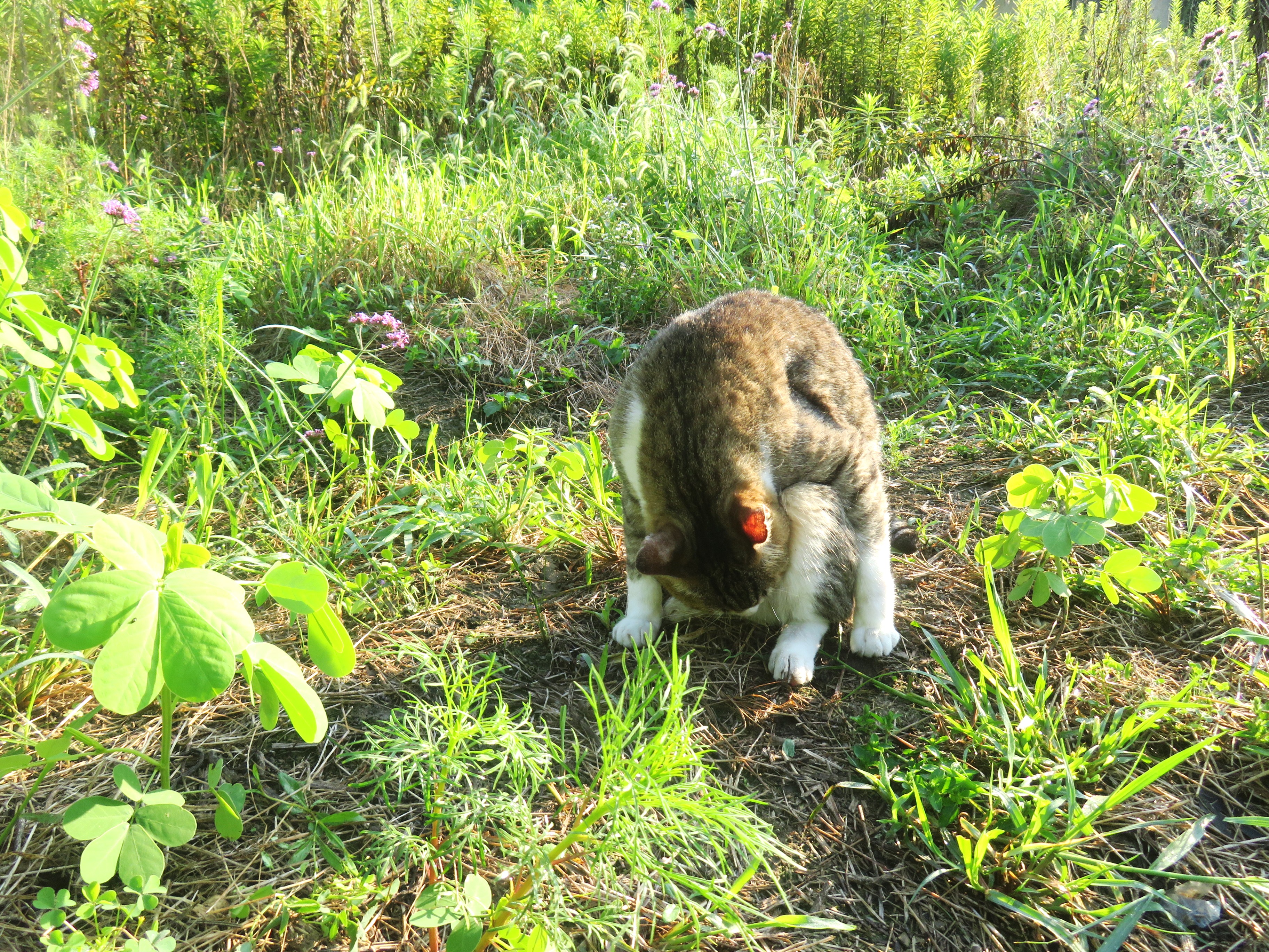 ねこ、風太　巡回