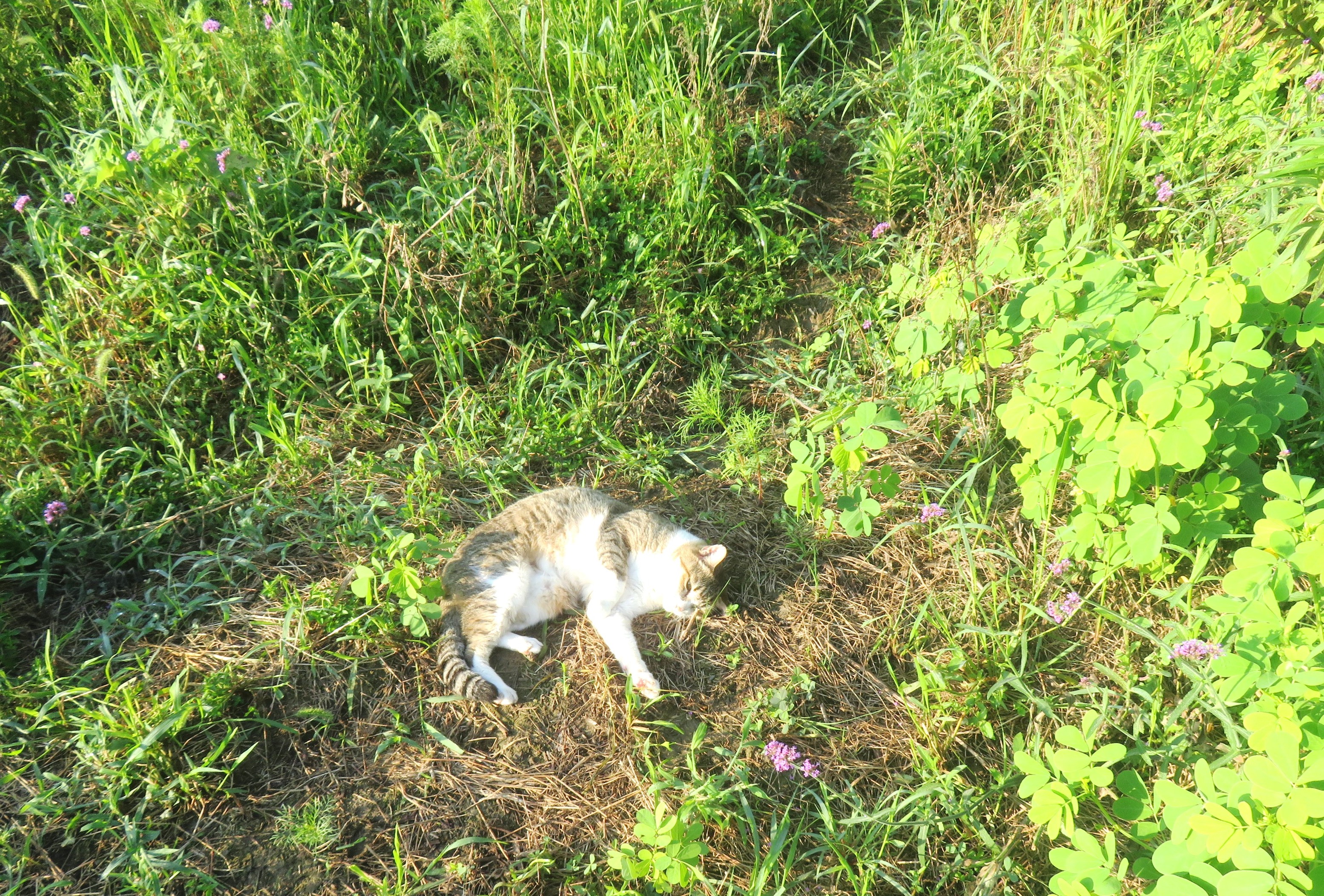 ねこ、風太　巡回