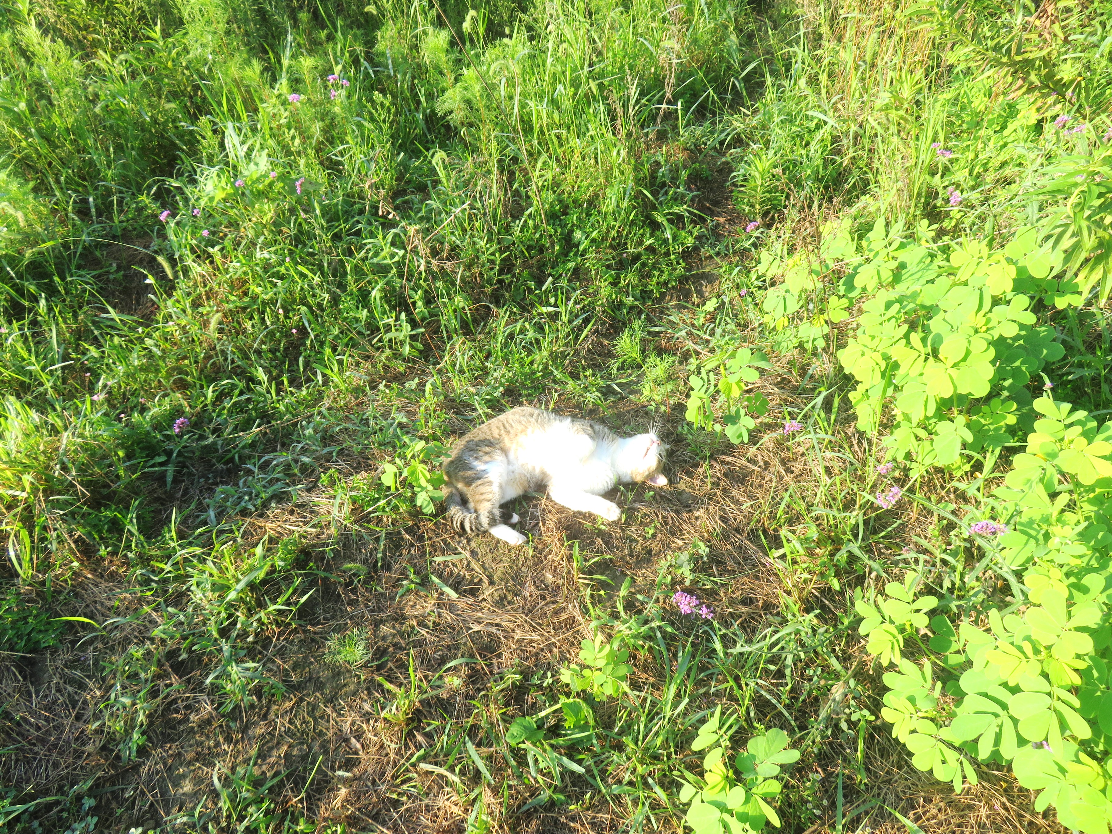 ねこ、風太　巡回