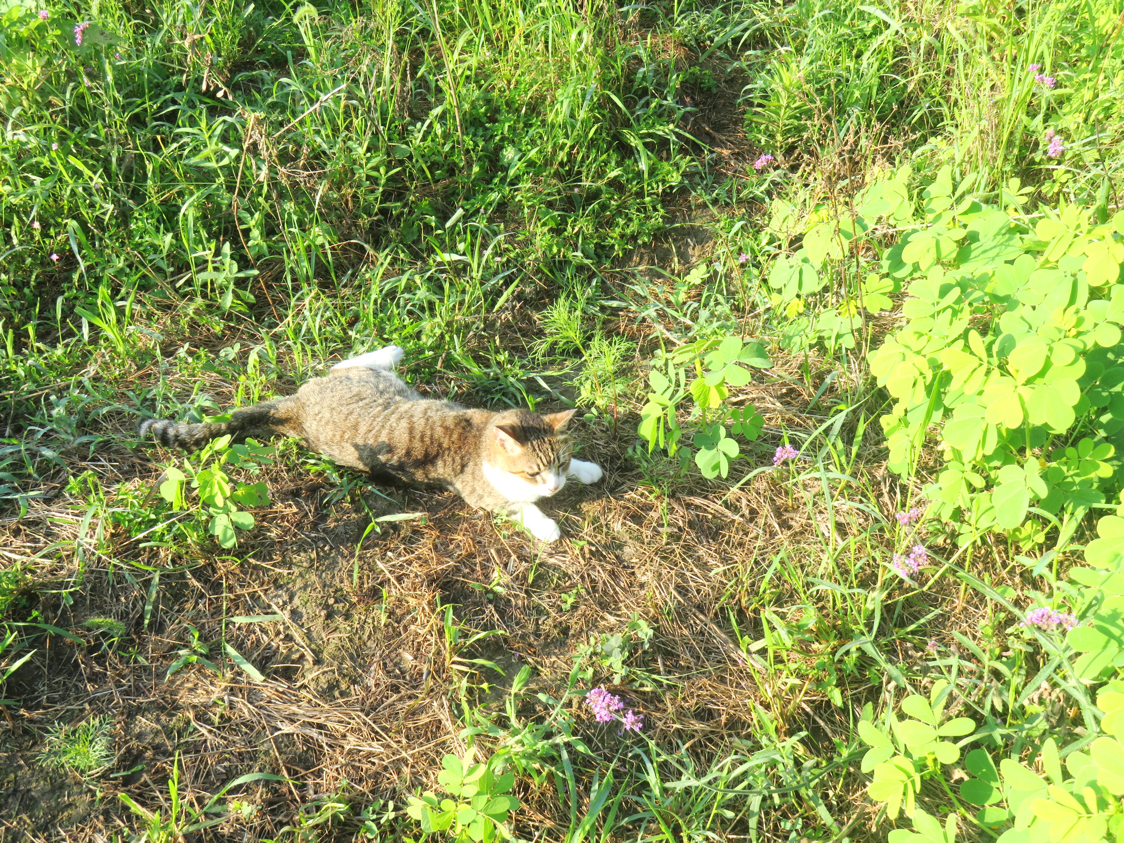 ねこ、風太　巡回
