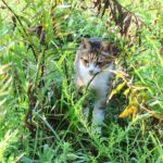 ねこ、風太　巡回