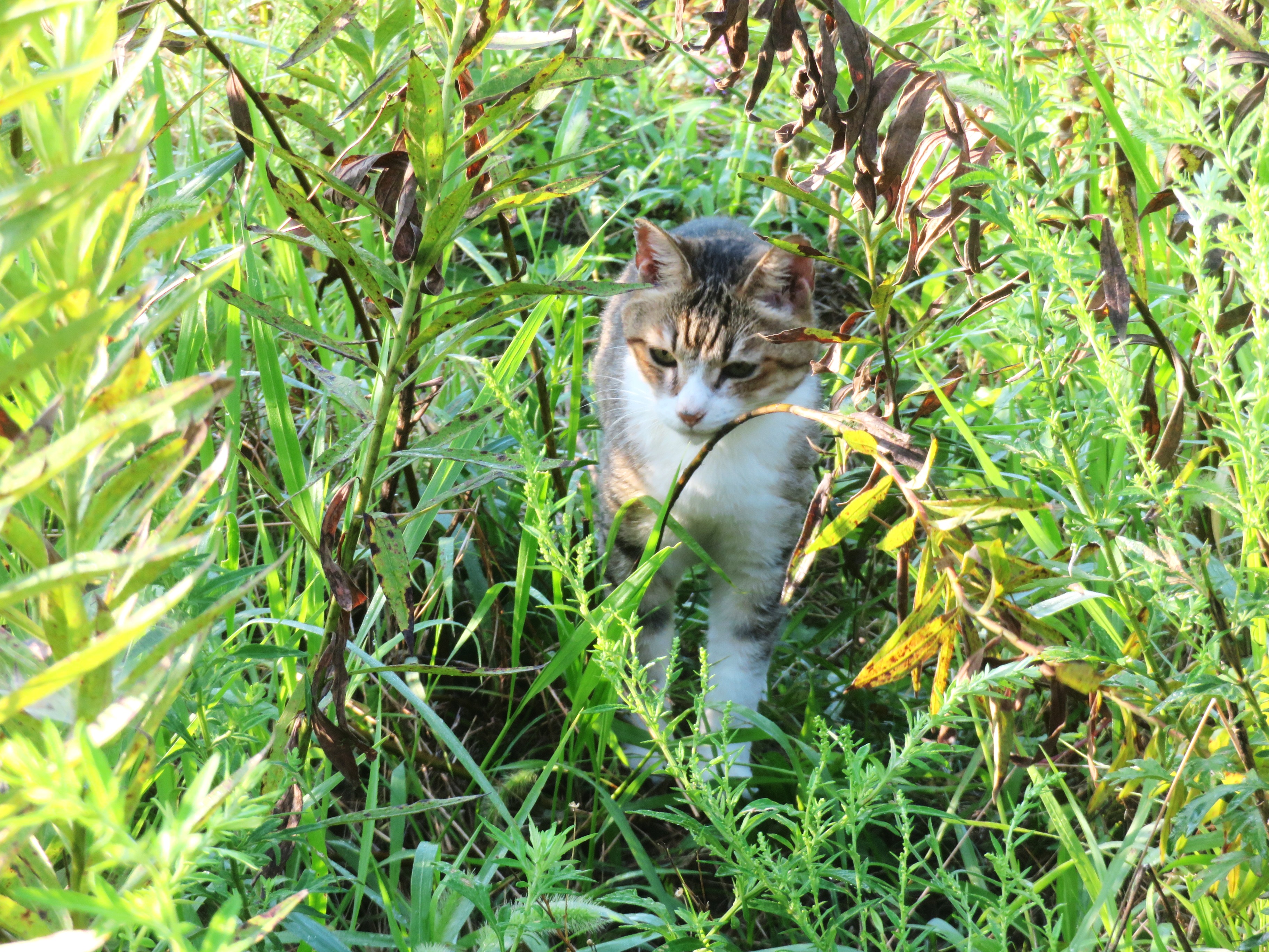 ねこ、風太　巡回