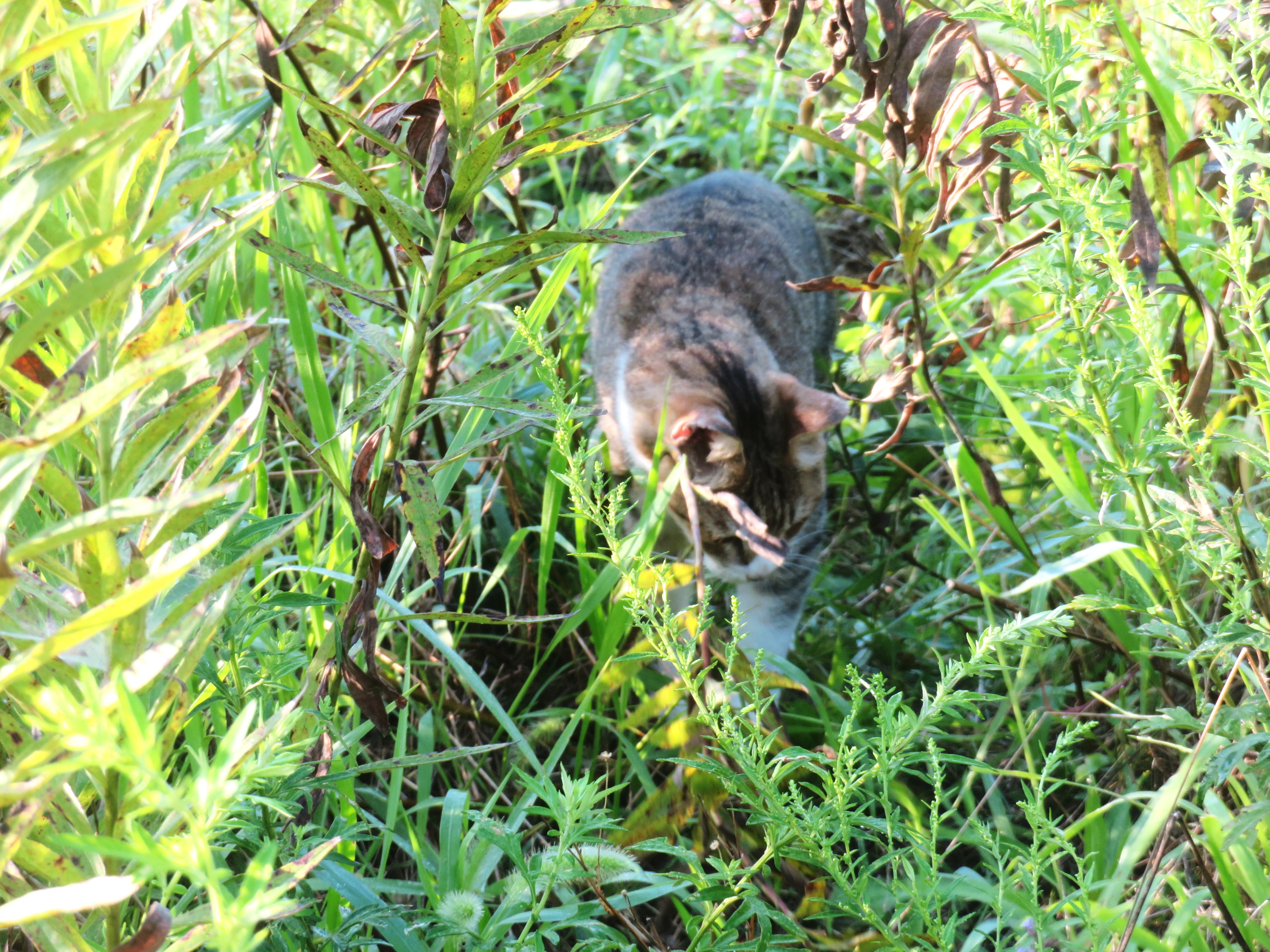 ねこ、風太　巡回