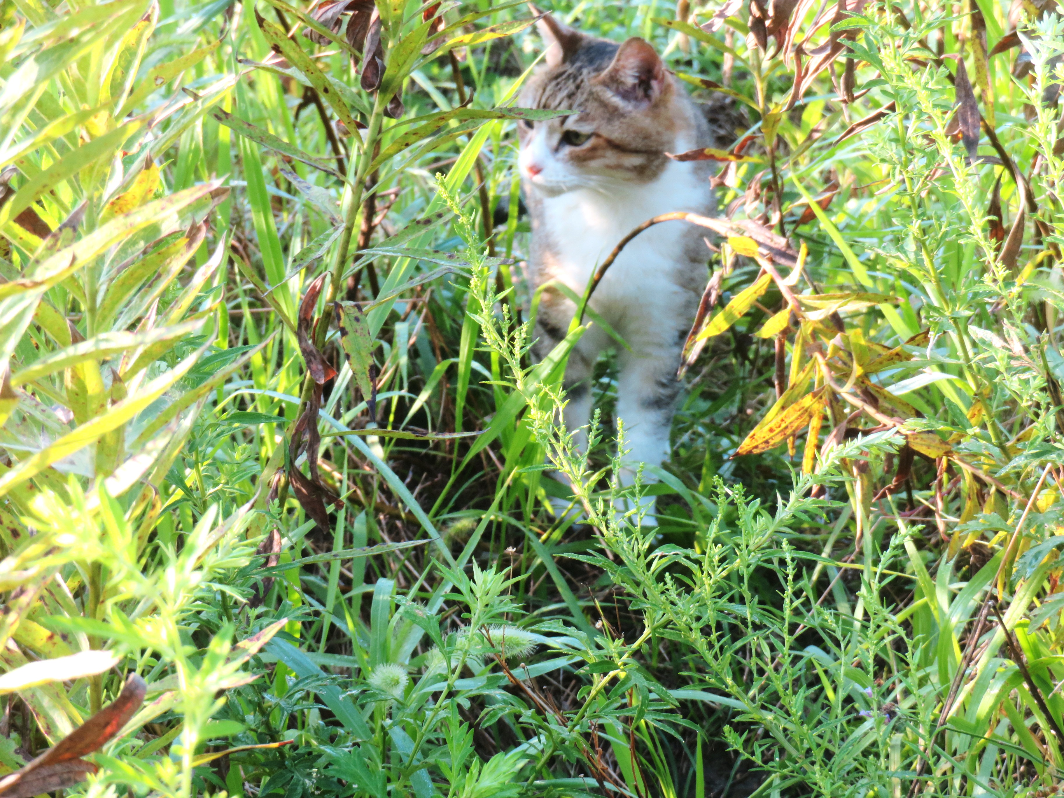 ねこ、風太　巡回