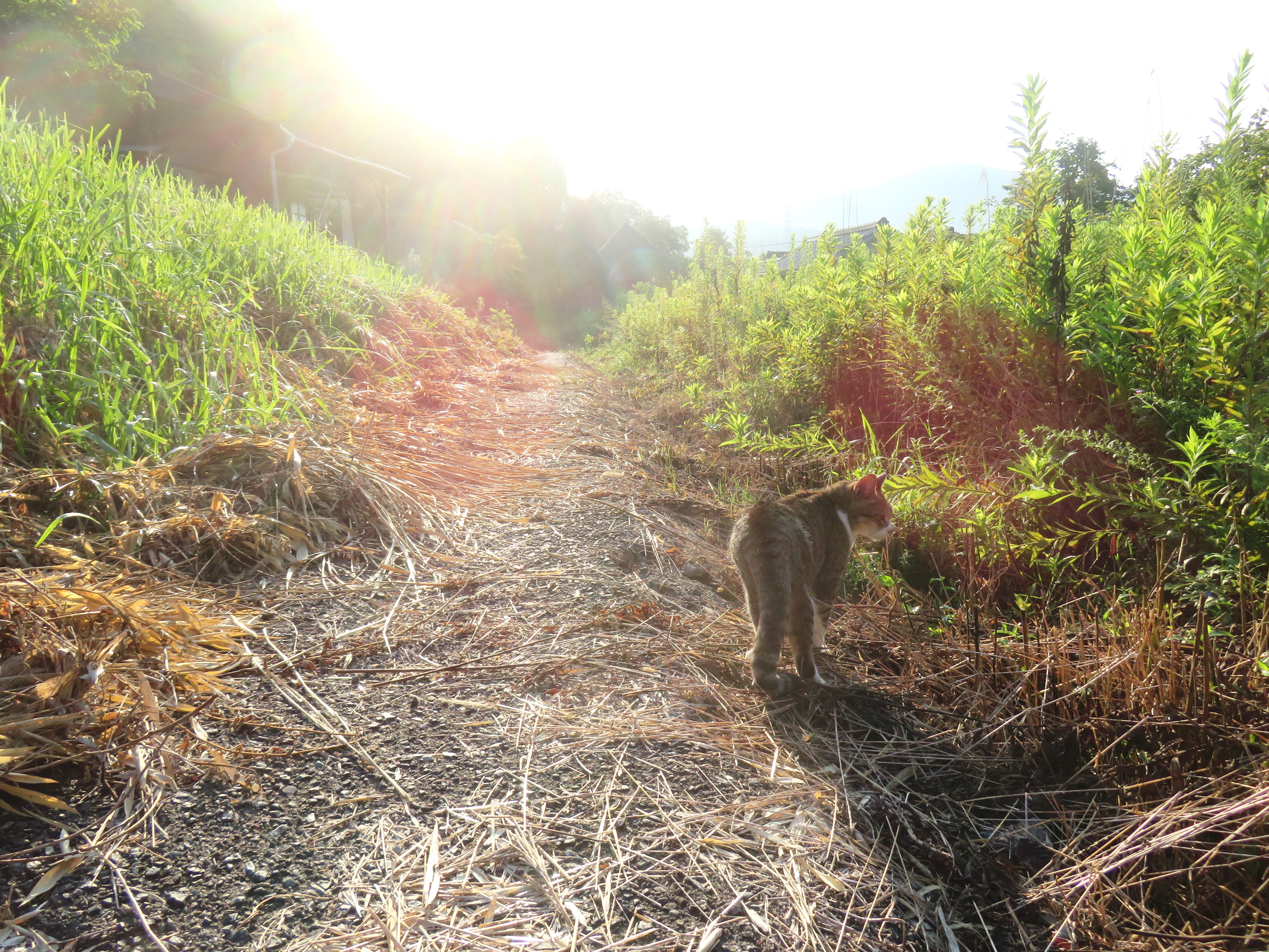 ねこ、風太　巡回
