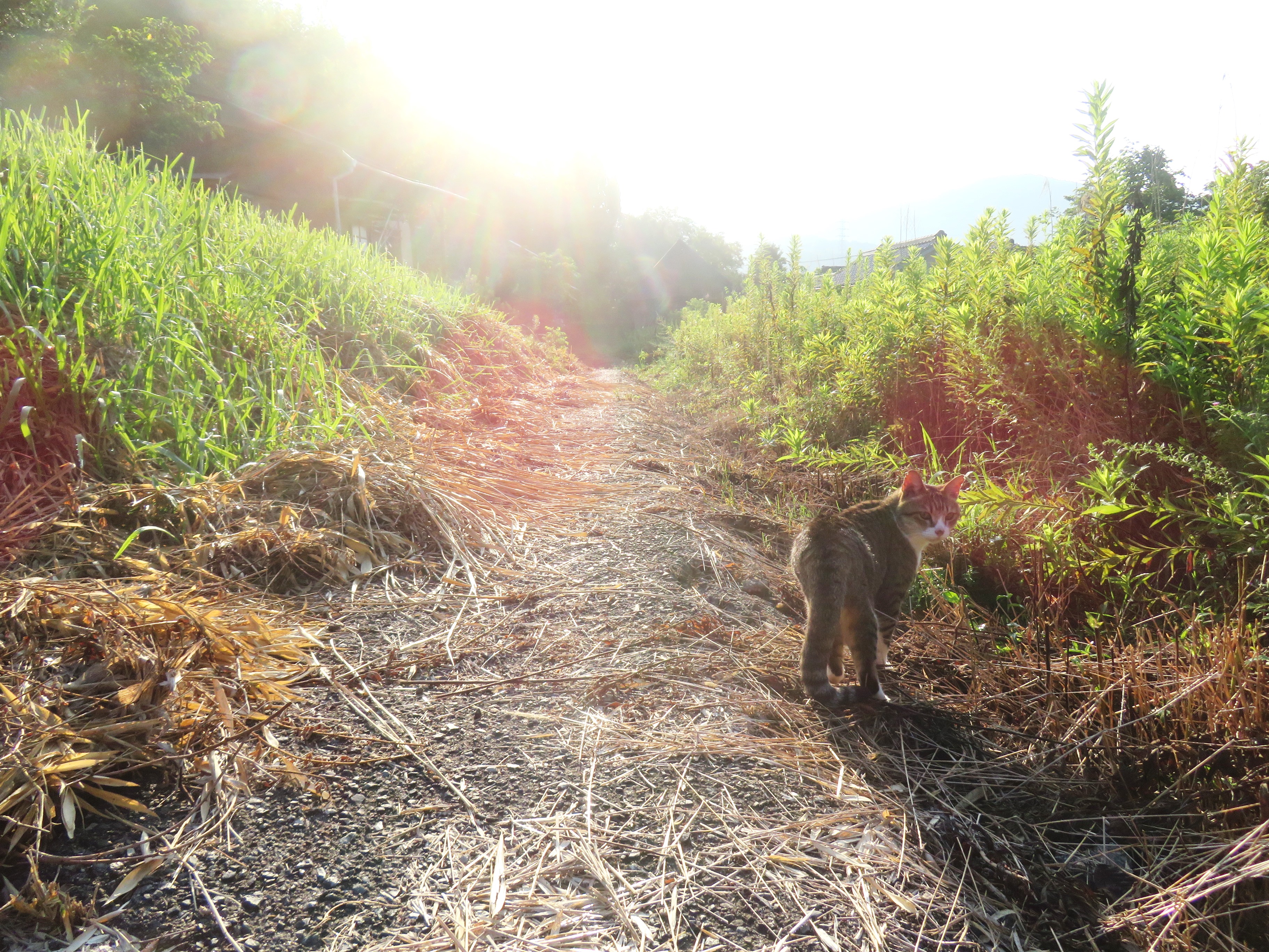ねこ、風太　巡回