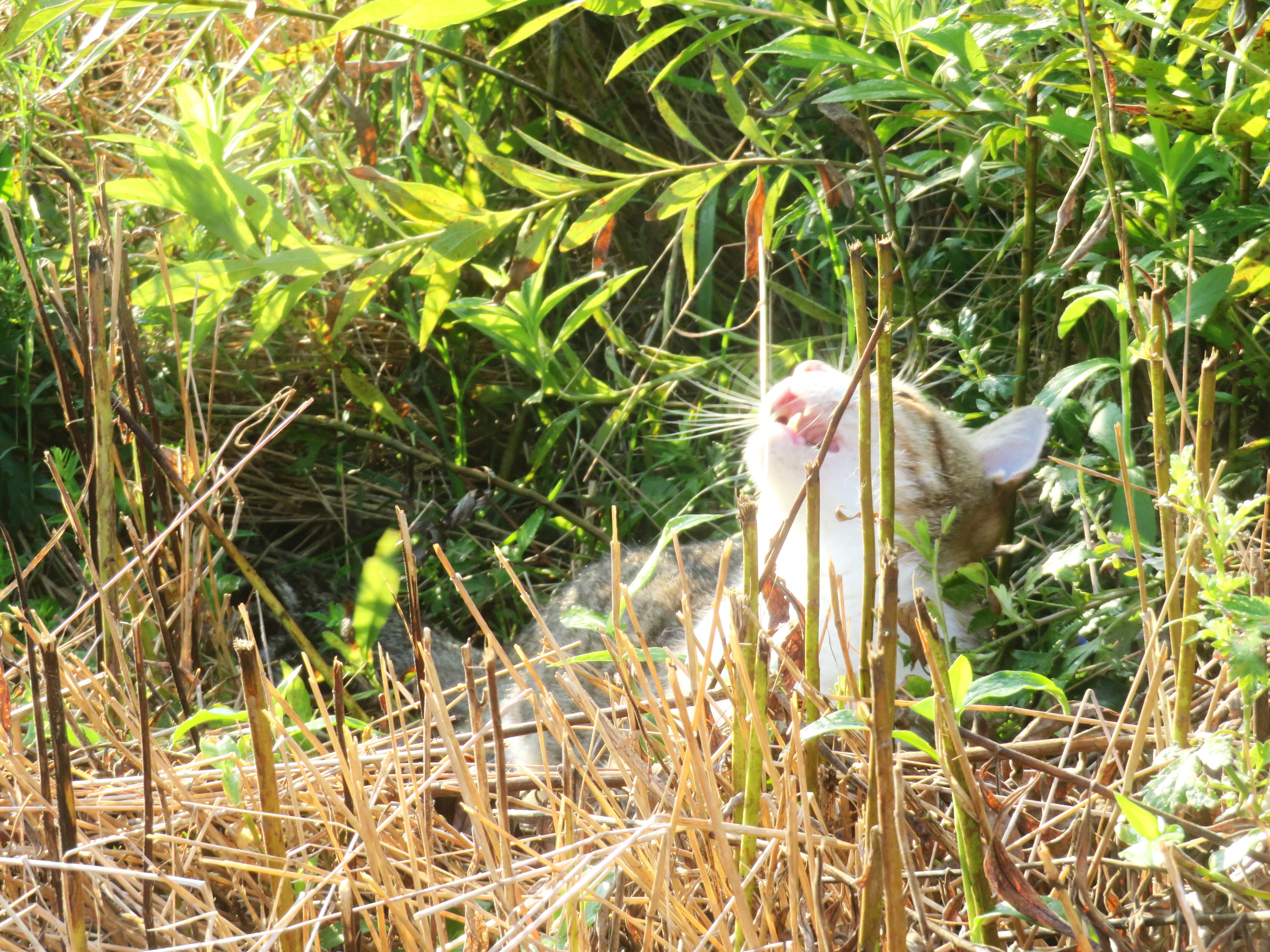 ねこ、風太 巡回