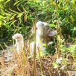 ねこ、風太　巡回