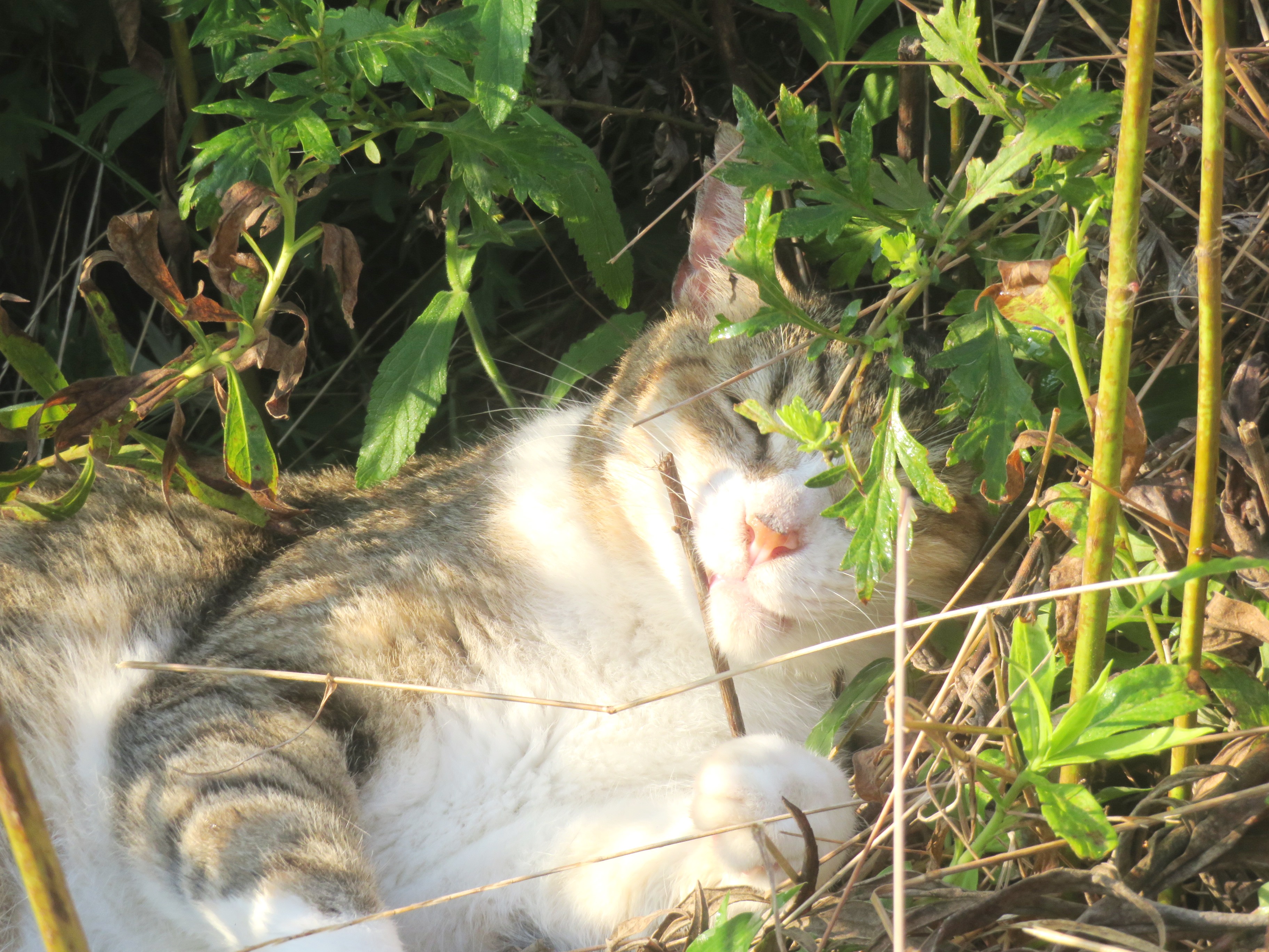 ねこ、風太　巡回