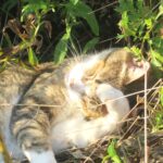 ねこ、風太　巡回