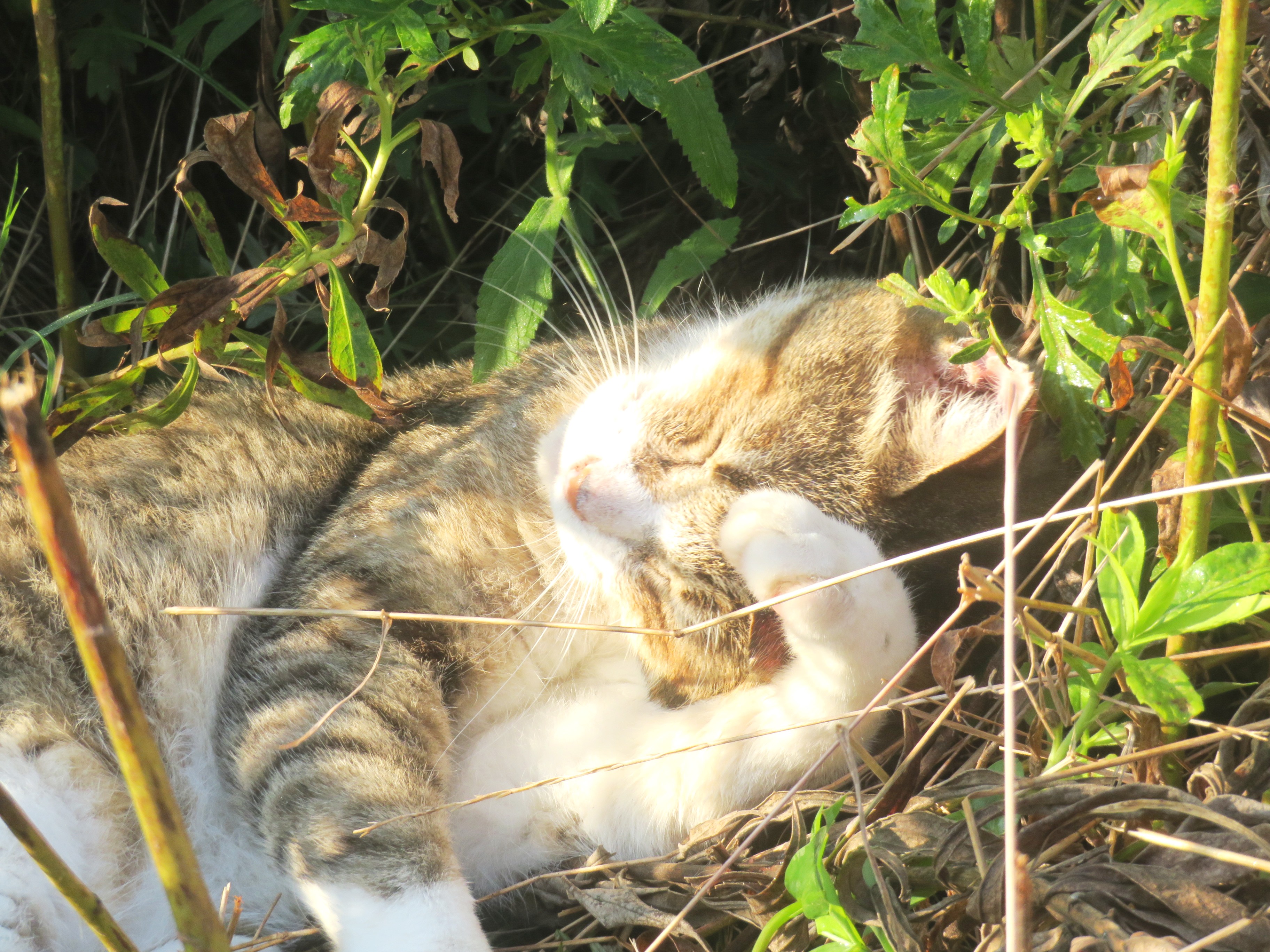 ねこ、風太　巡回
