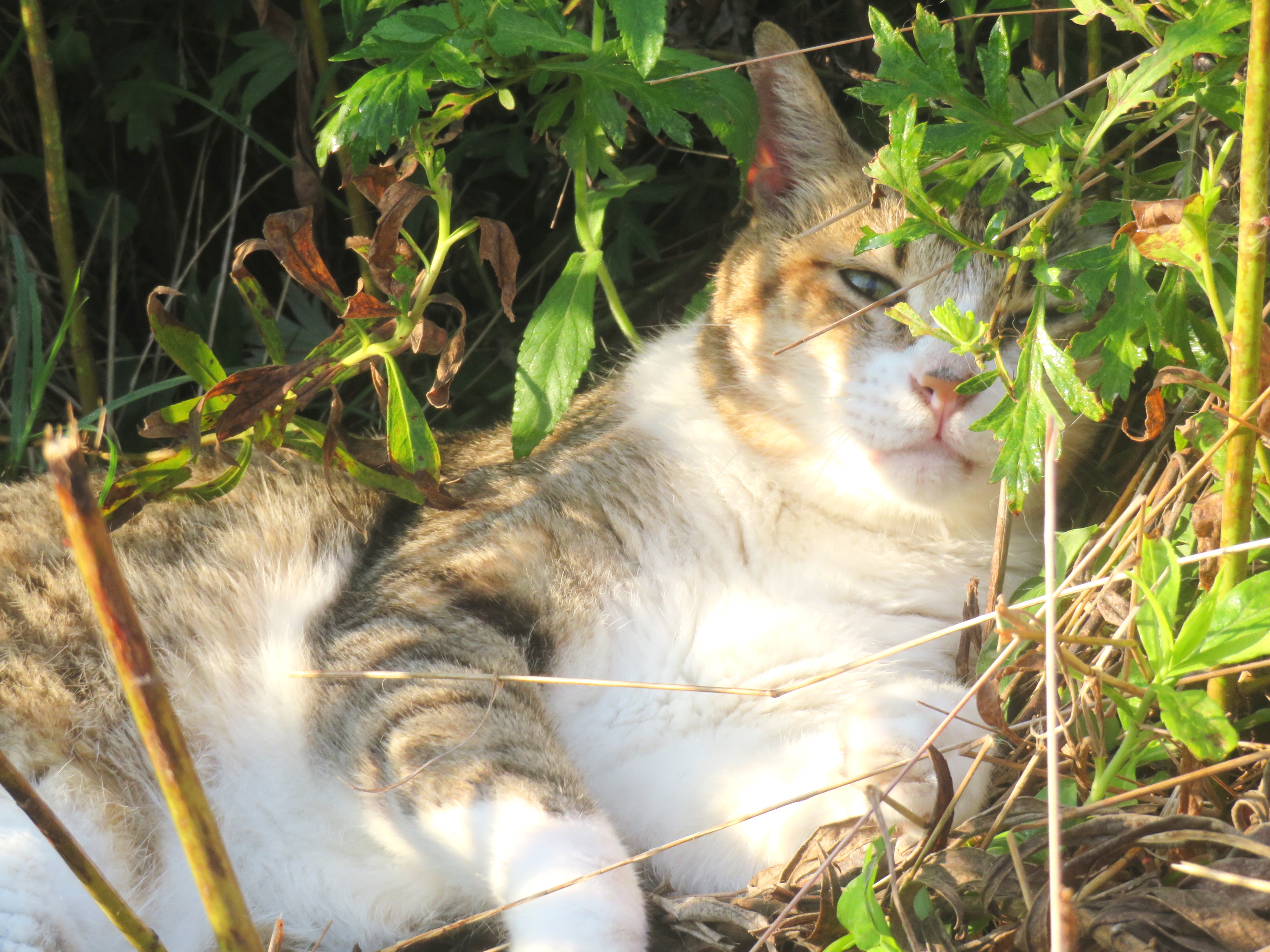 ねこ、風太　巡回
