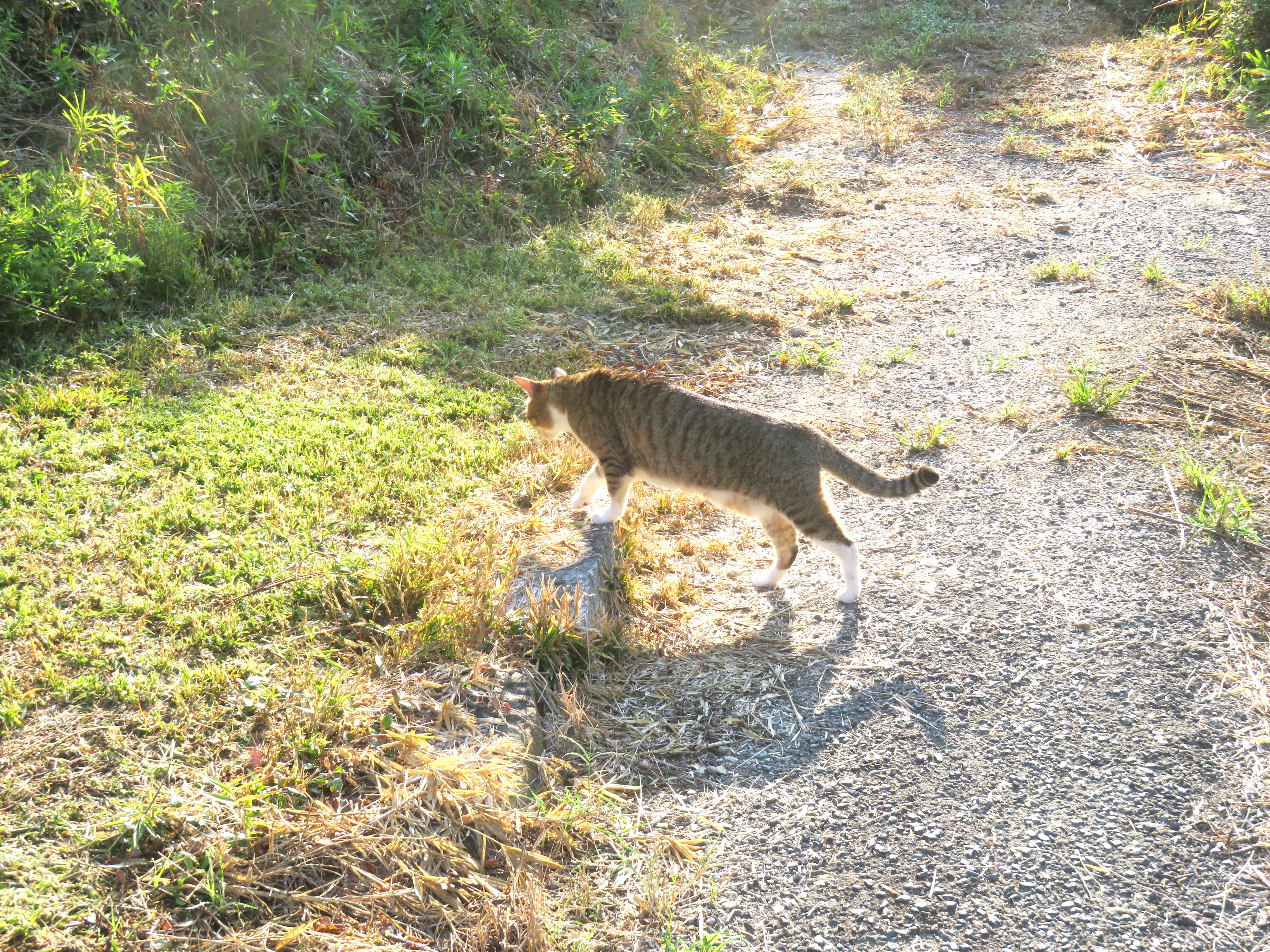 ねこ、風太　巡回