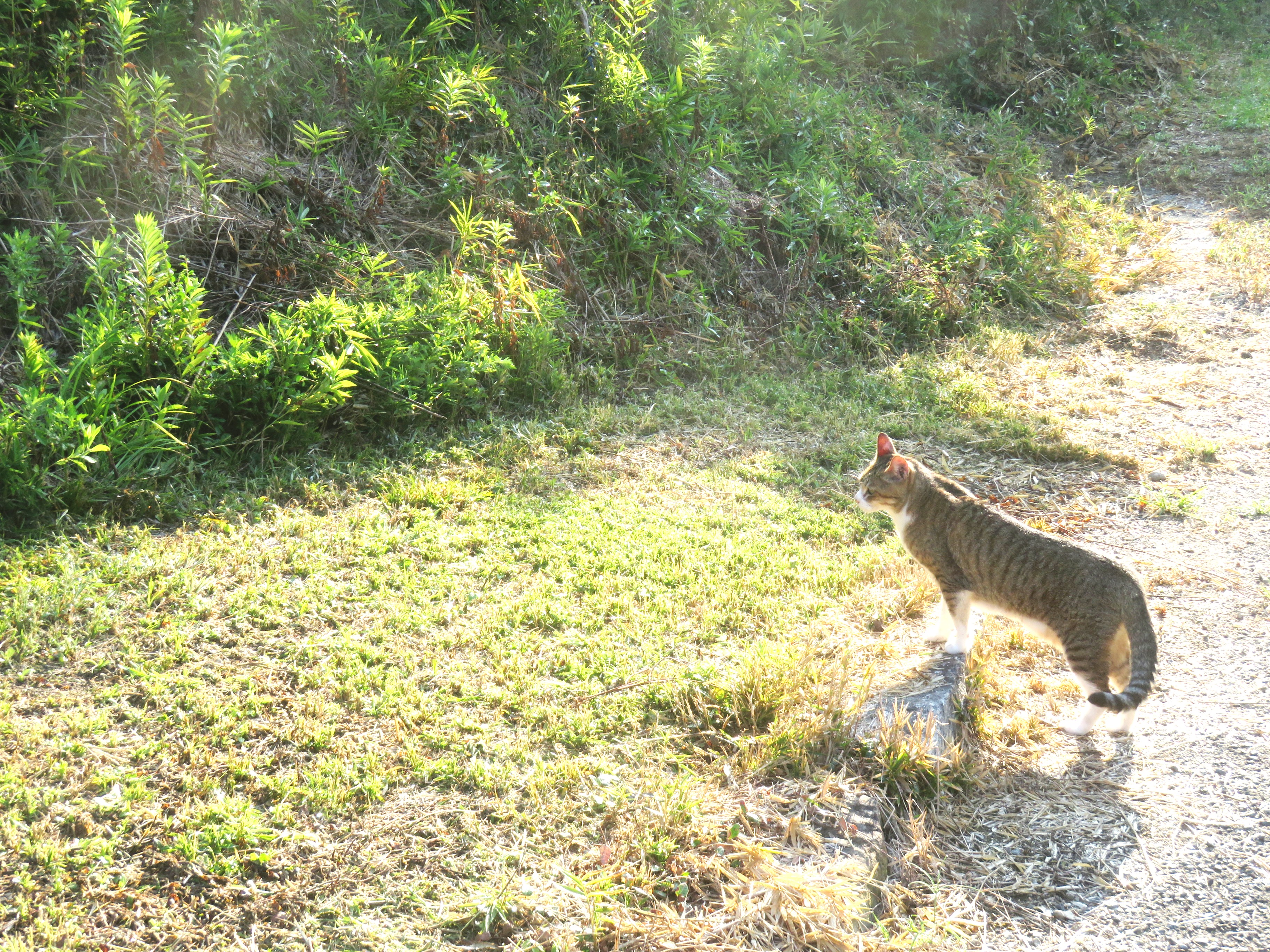 ねこ、風太　巡回