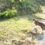 ねこ、風太　巡回