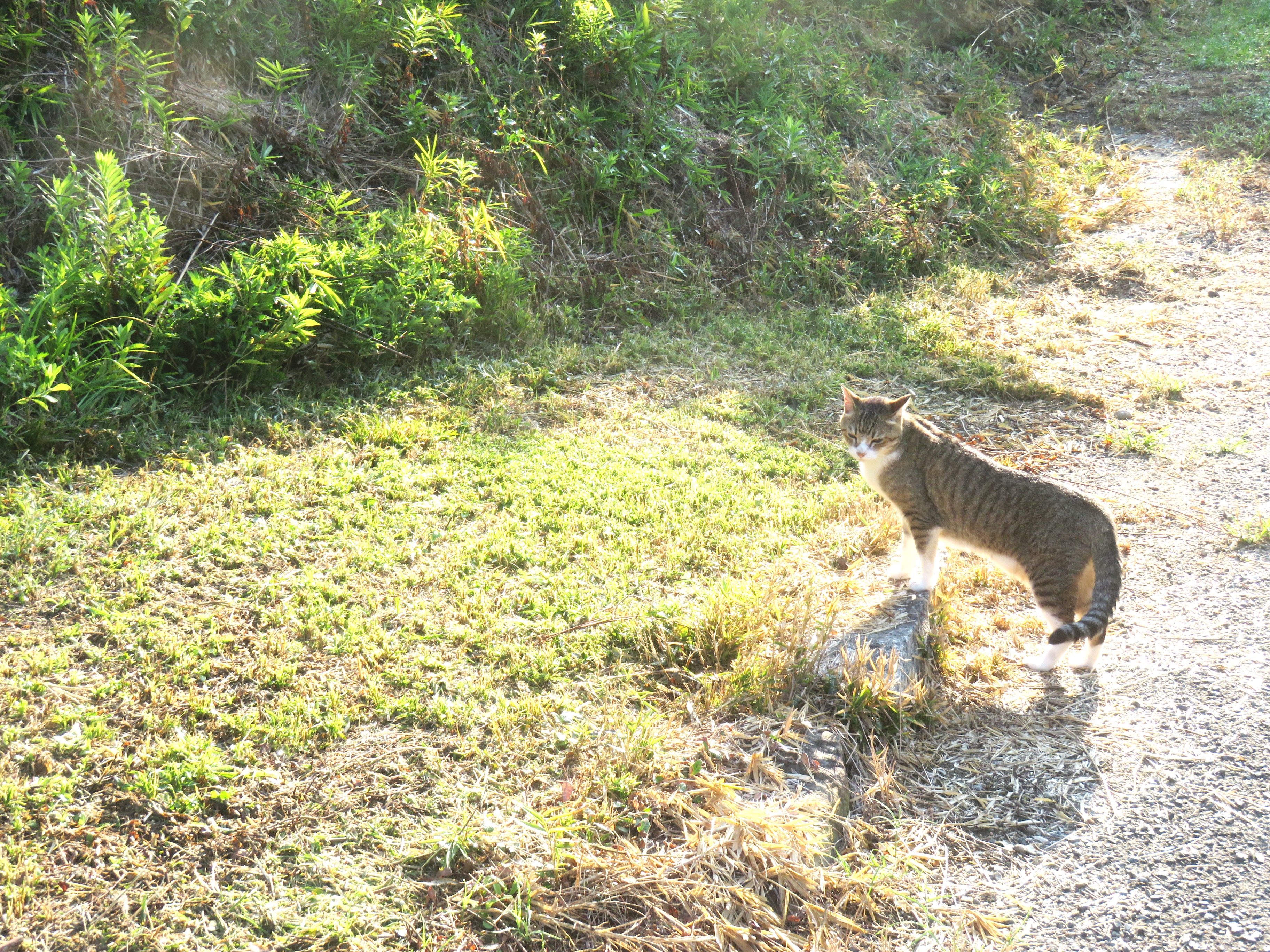 ねこ、風太　巡回