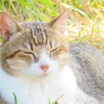 ねこ、風太　巡回