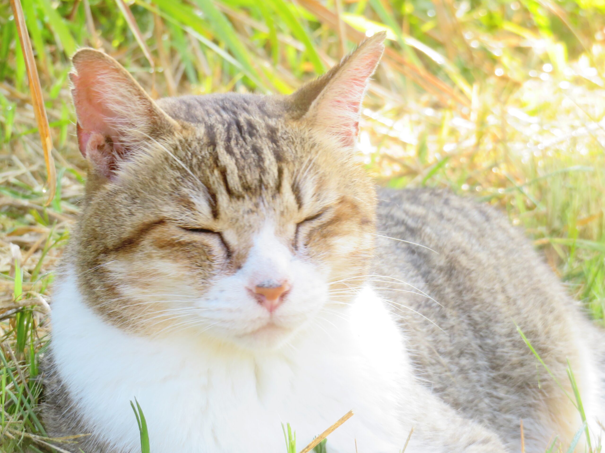 ねこ、風太　巡回