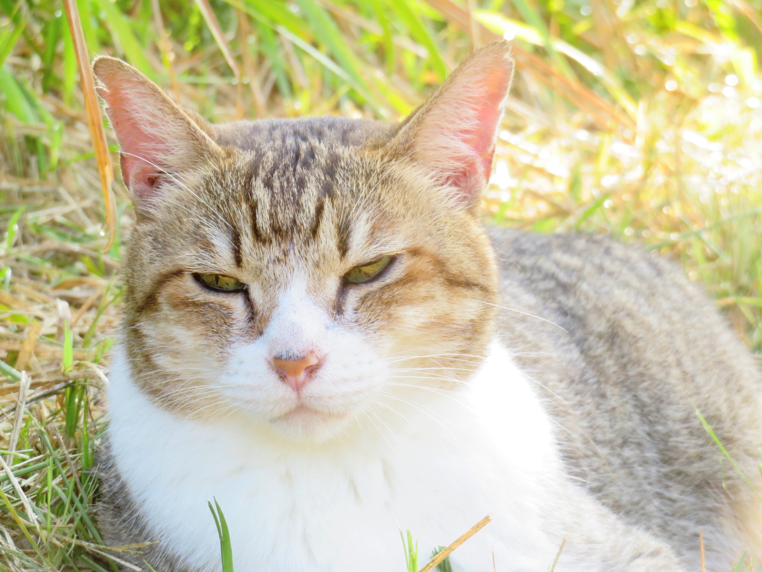 ねこ、風太　巡回