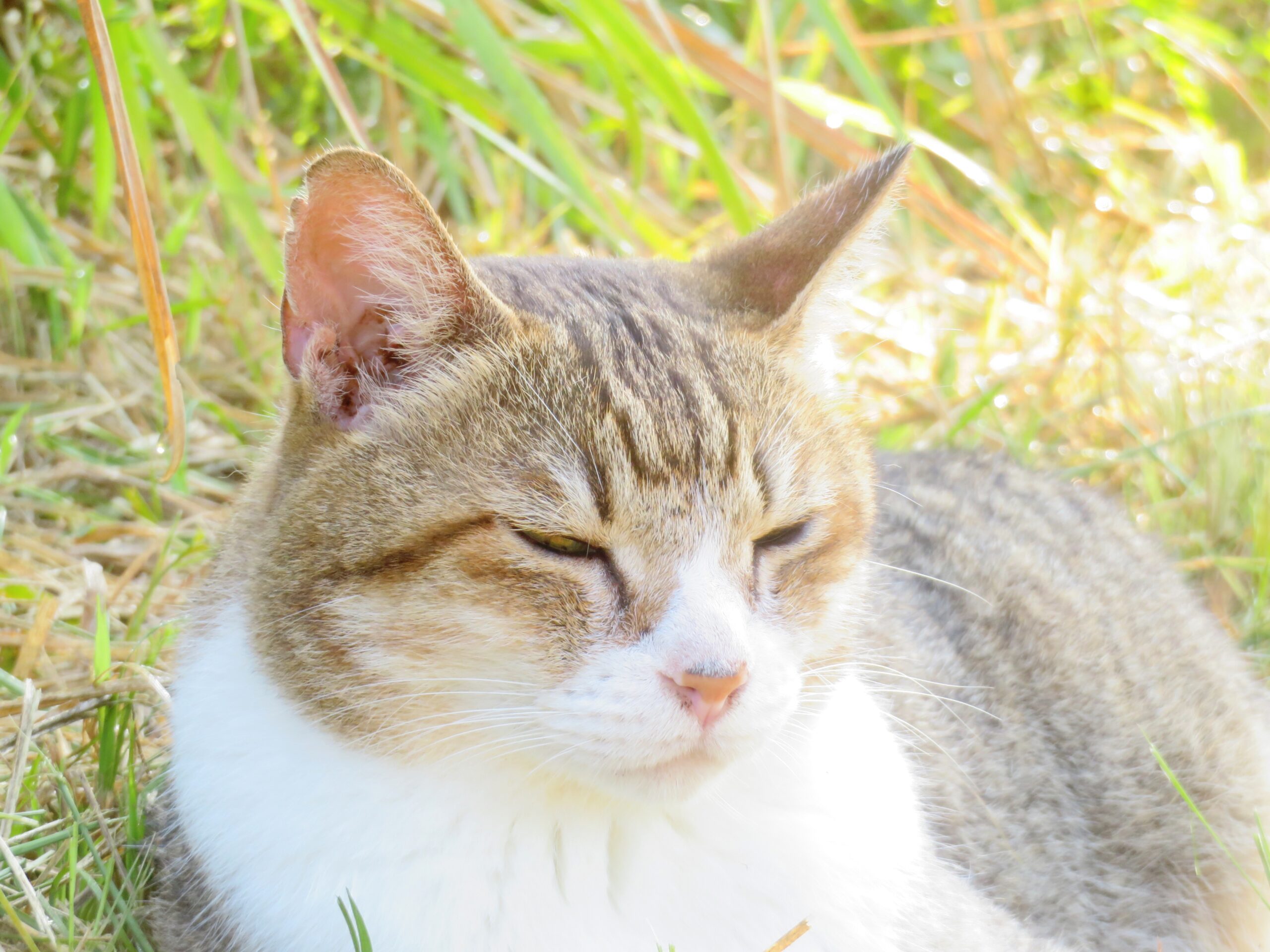 ねこ、風太　巡回
