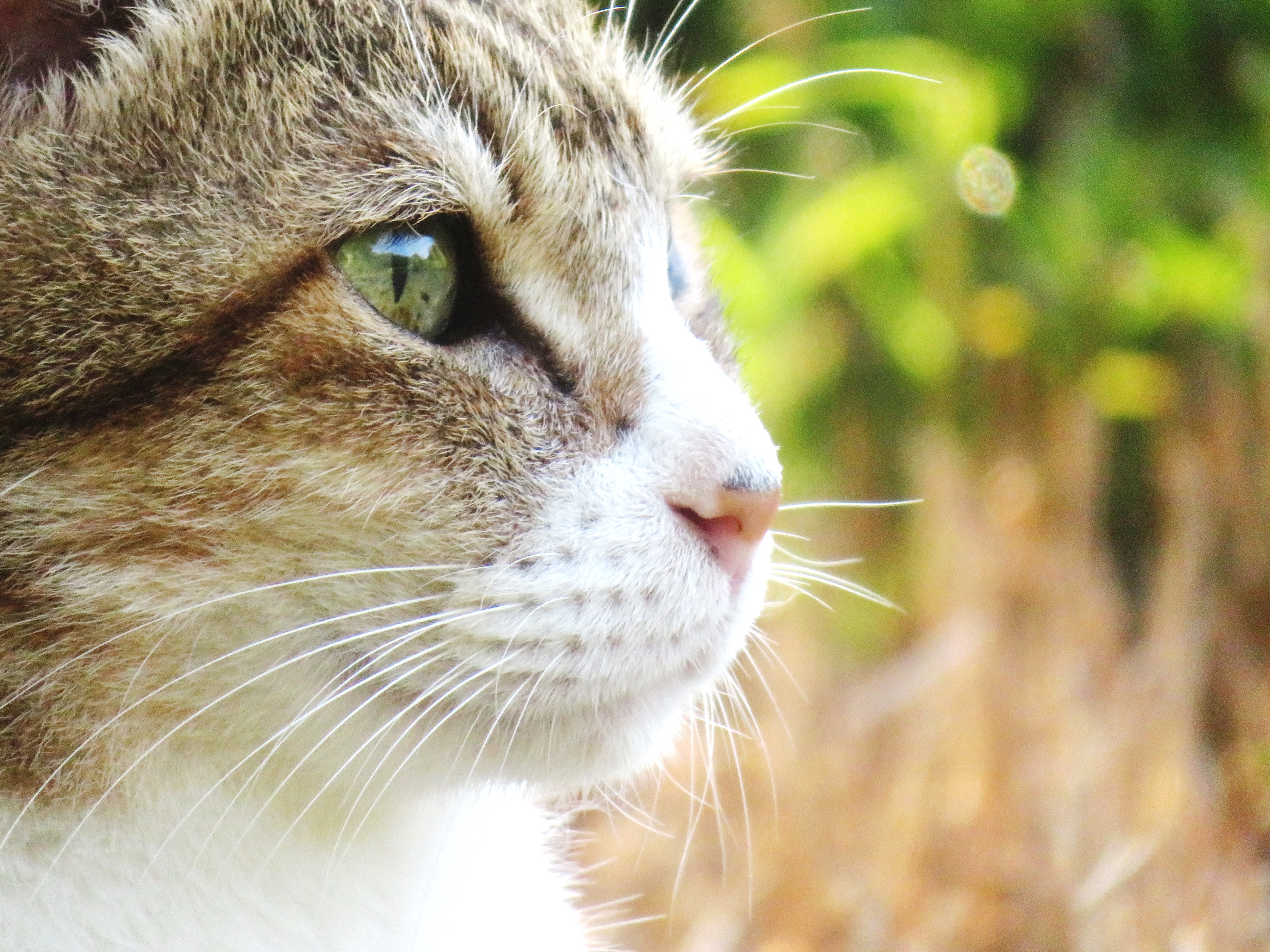 ねこ、風太　巡回