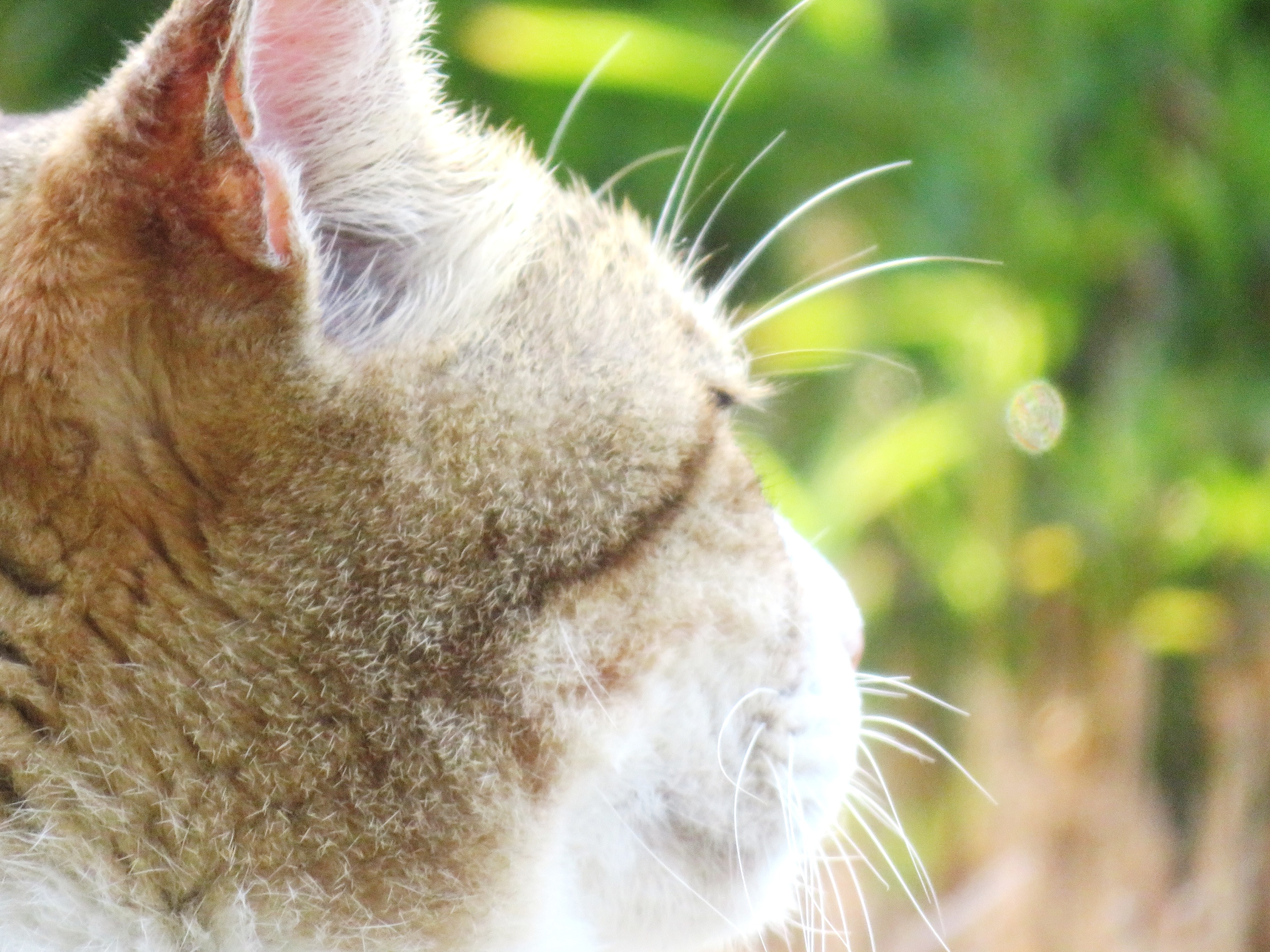 ねこ、風太　巡回