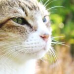 ねこ、風太　巡回