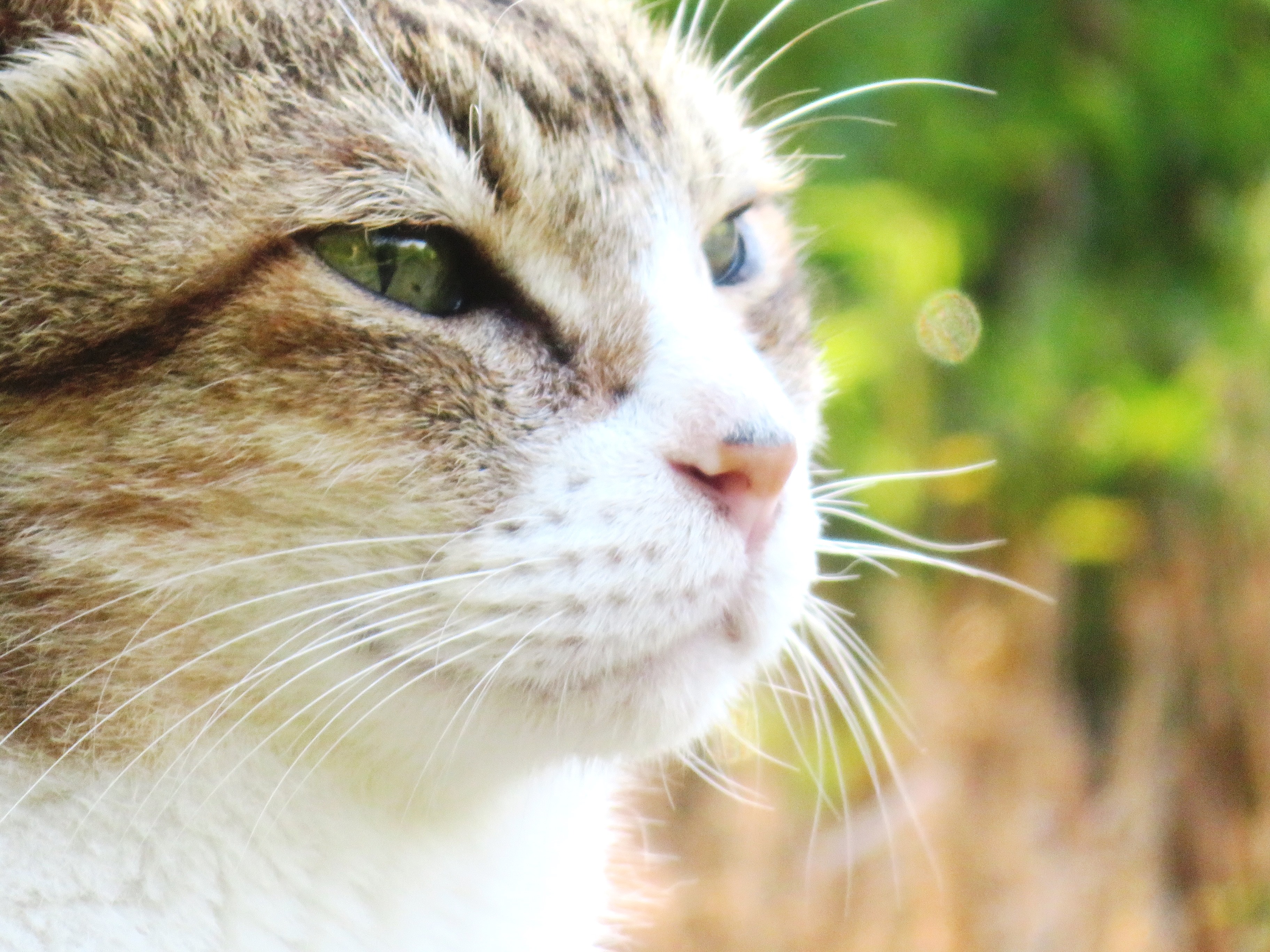 ねこ、風太　巡回