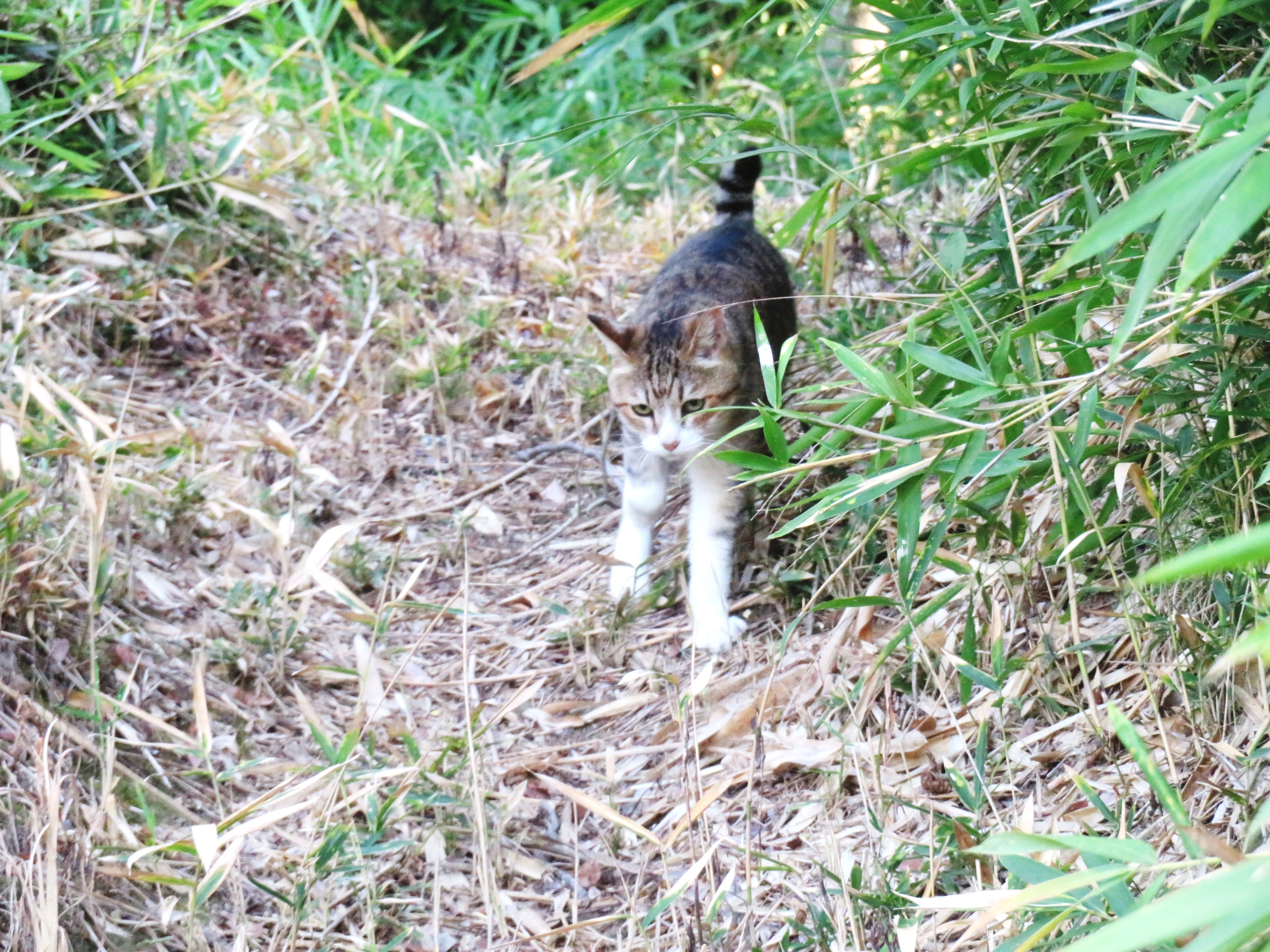 ねこ、風太　巡回