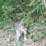 ねこ、風太　巡回