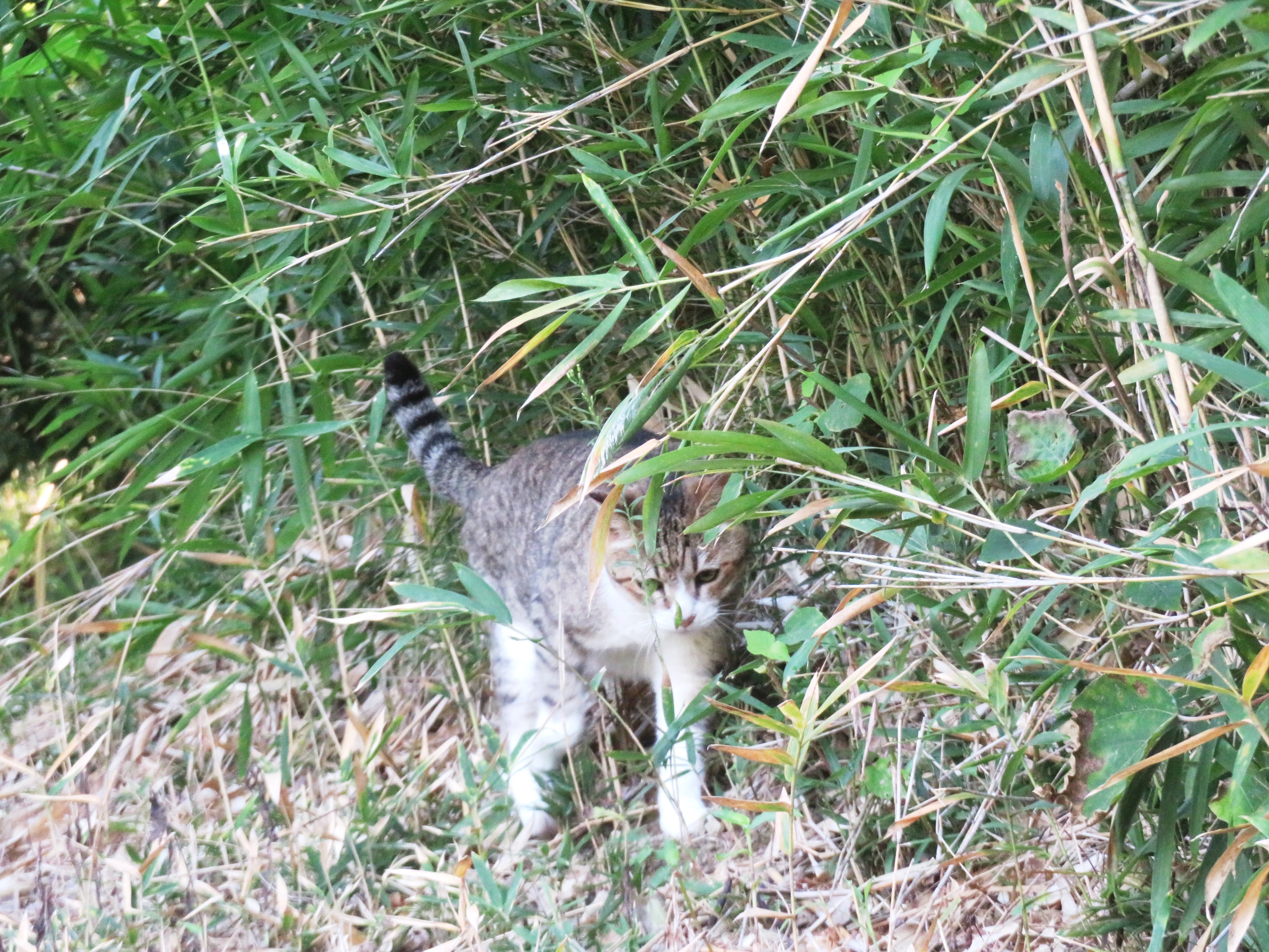 ねこ、風太　巡回