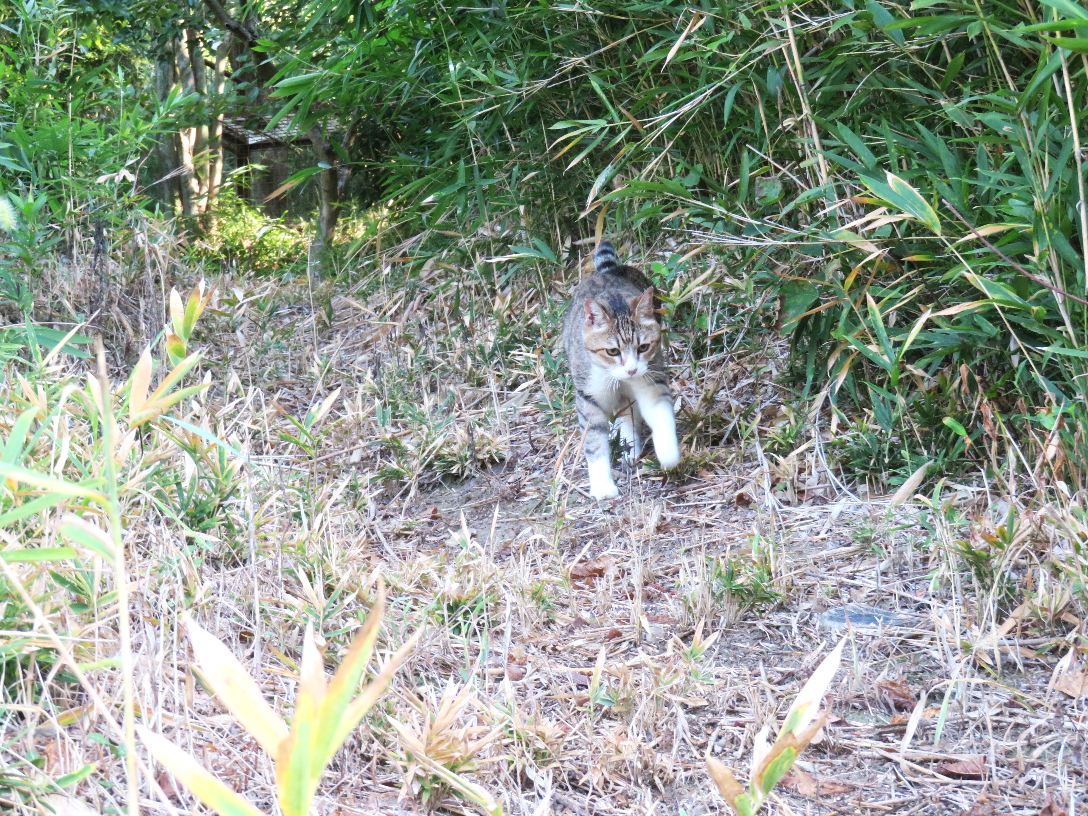 ねこ、風太　巡回