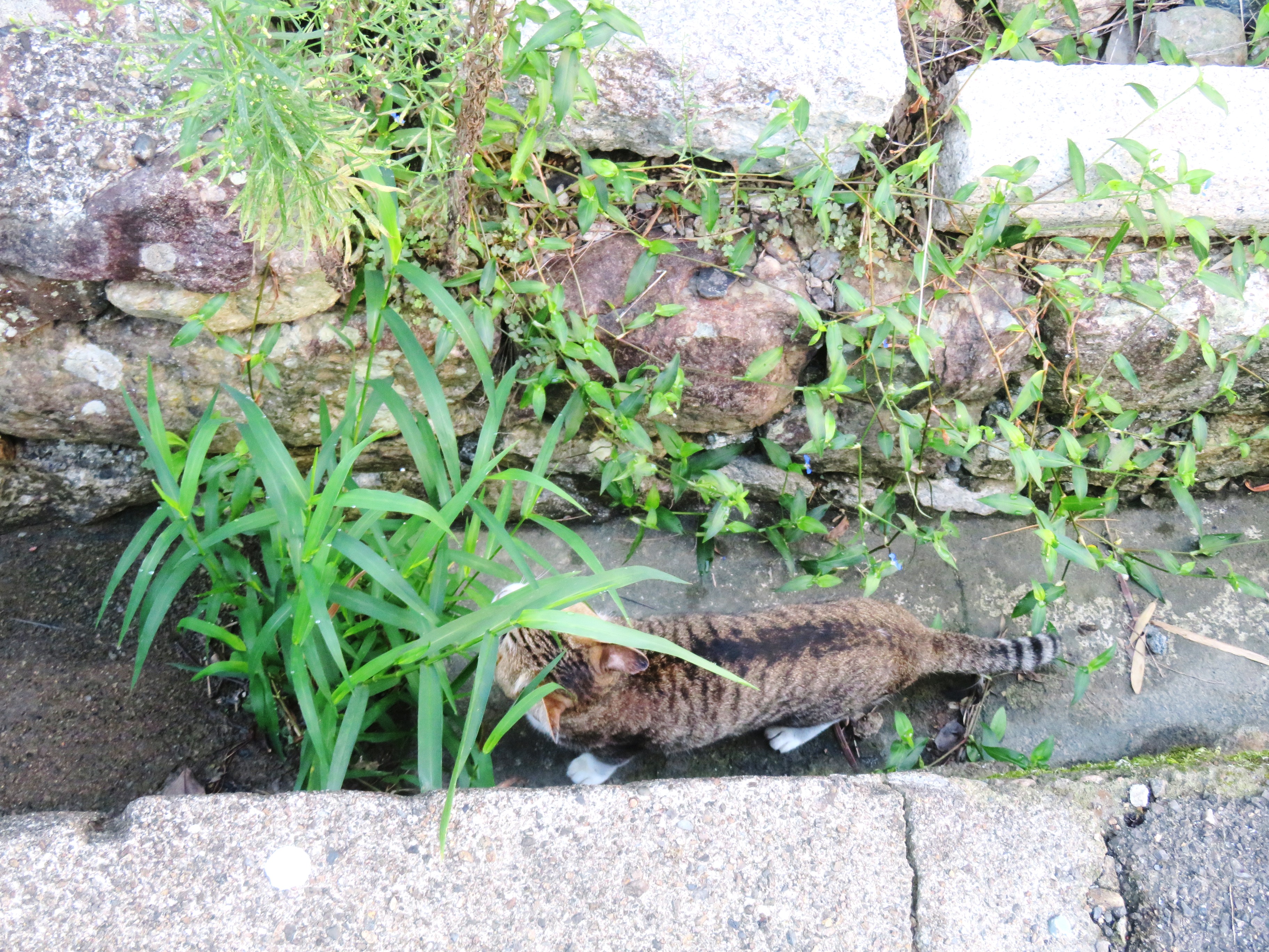 ねこ、風太 巡回