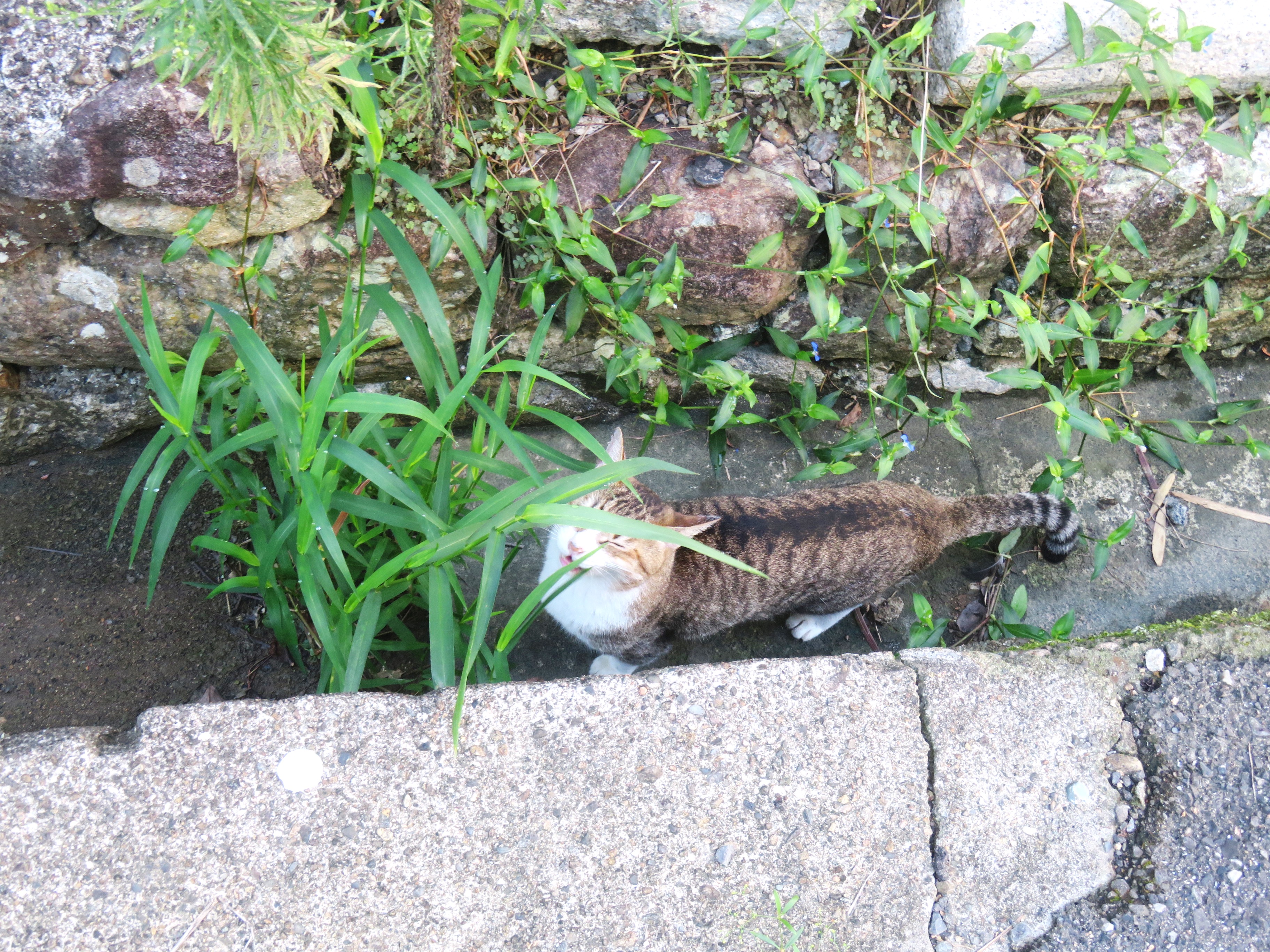 ねこ、風太 巡回