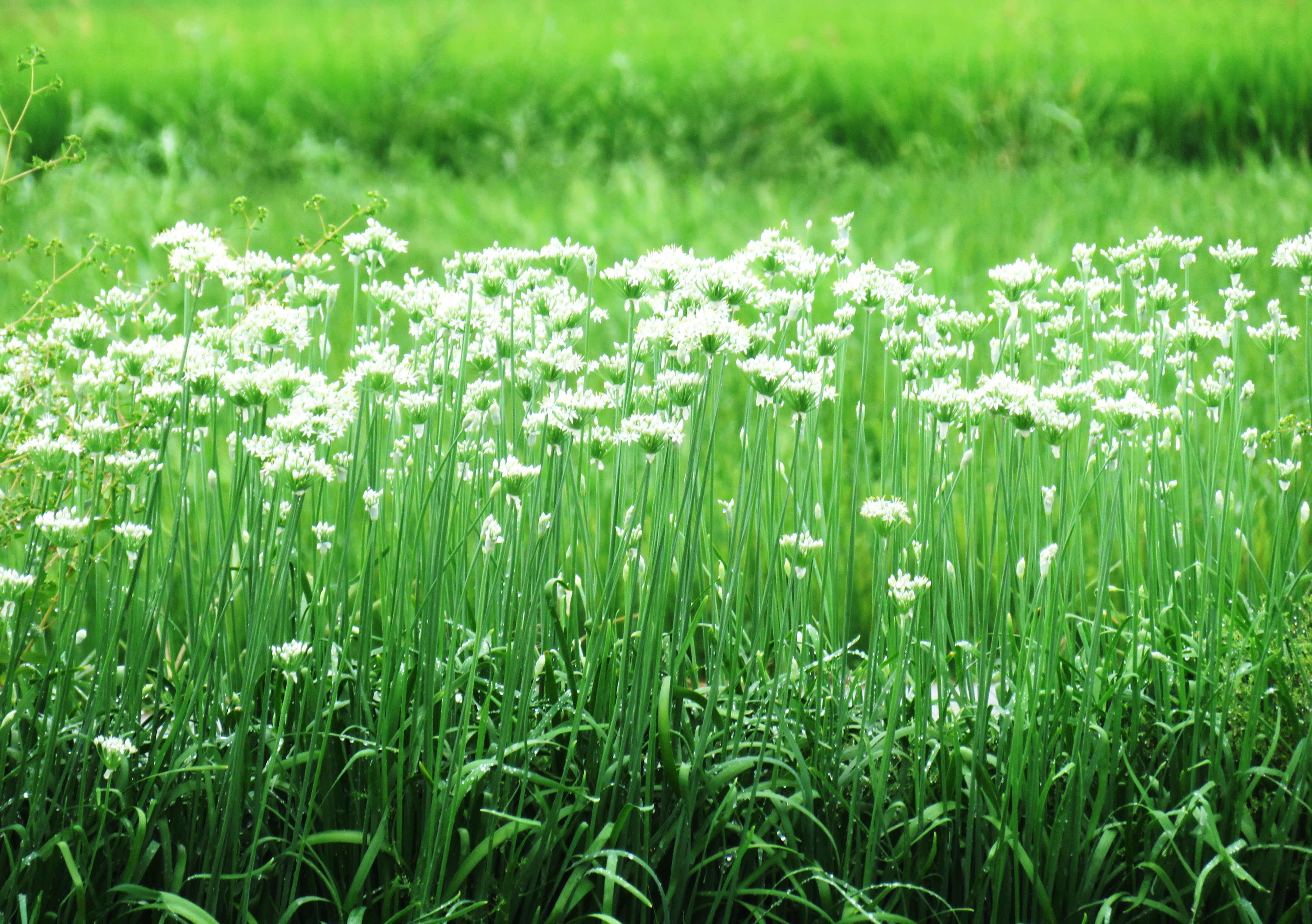 韮(にら)の花