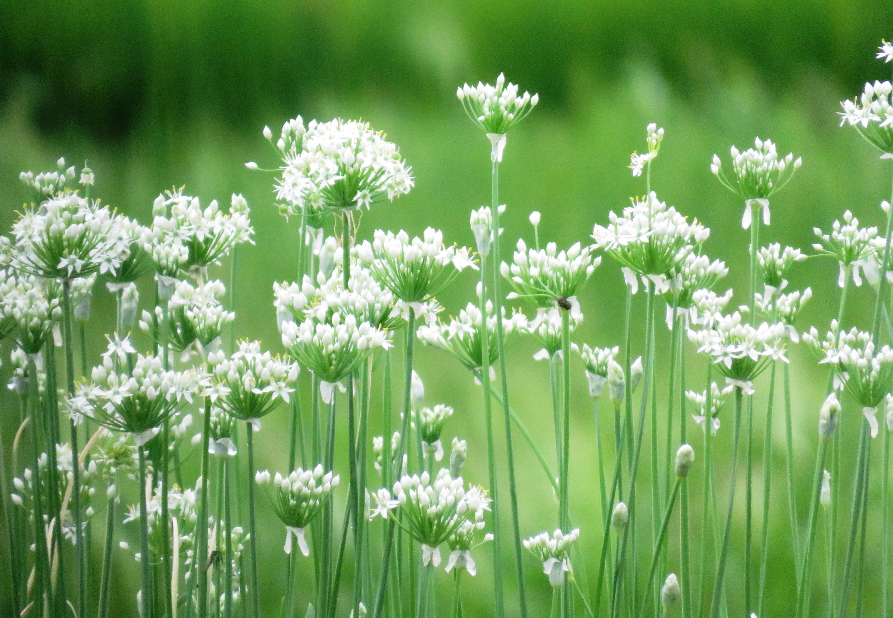韮(にら)の花