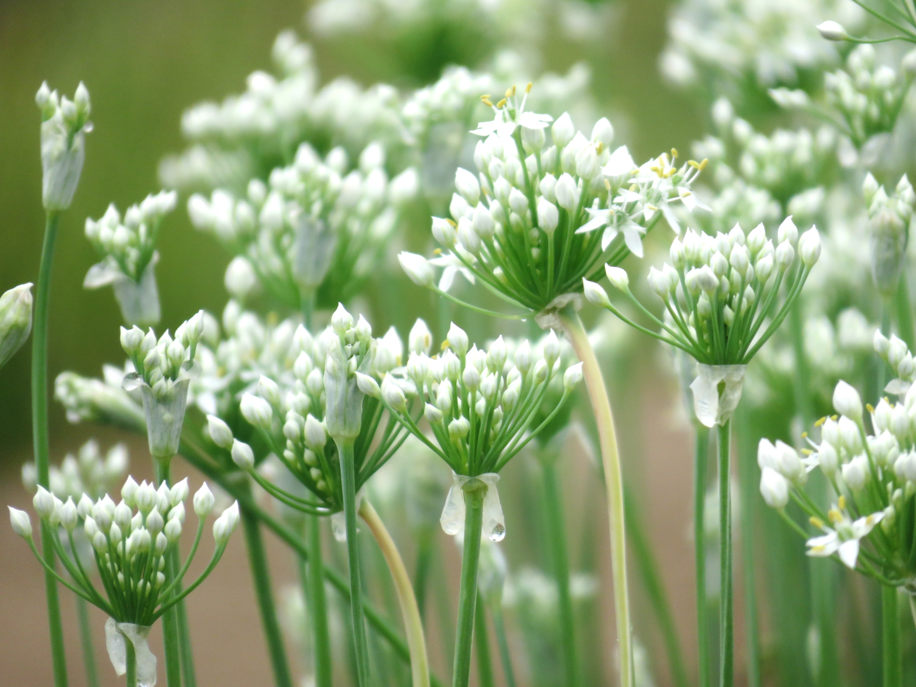 韮(にら)の花