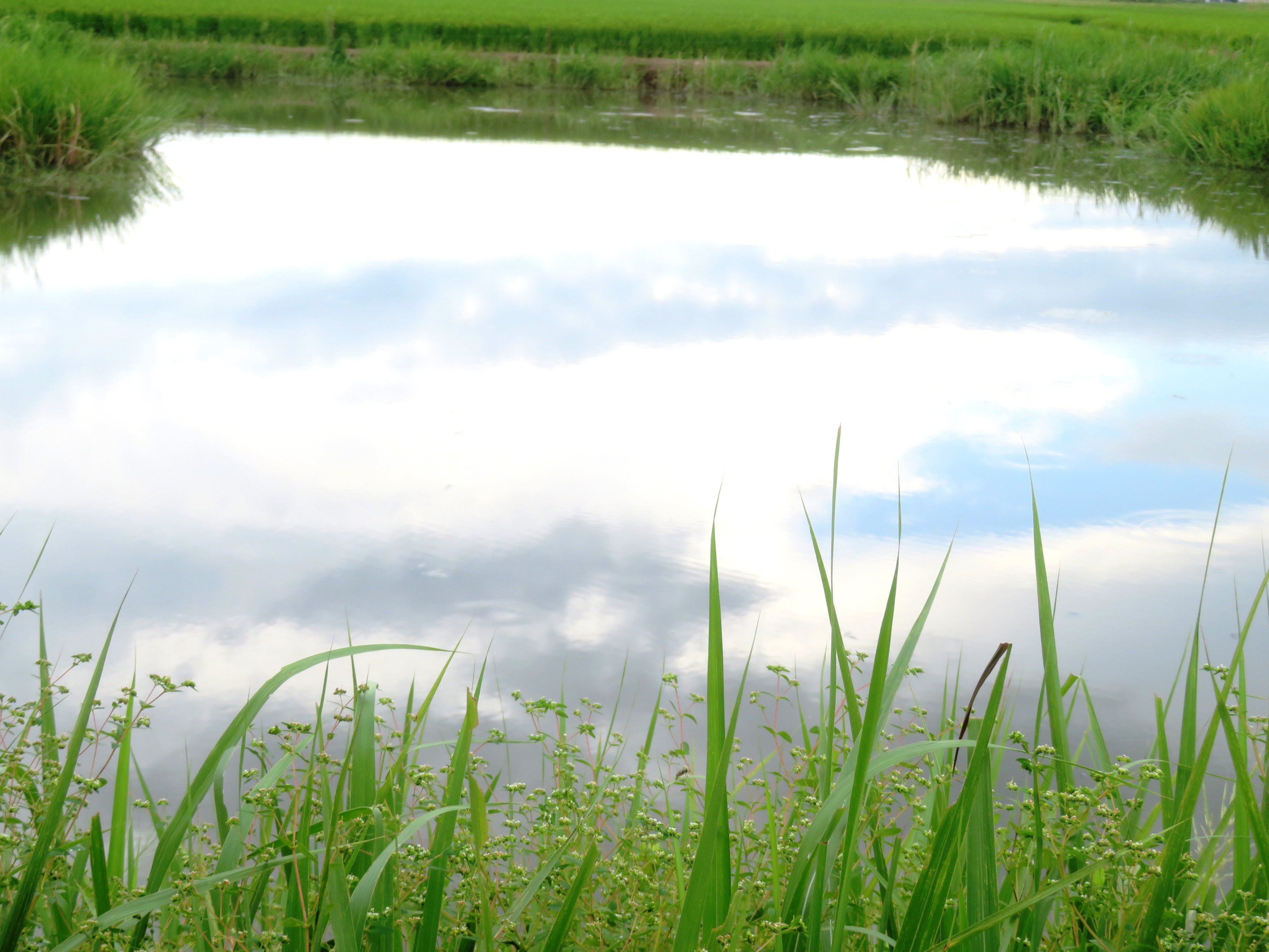 曇天の水鏡