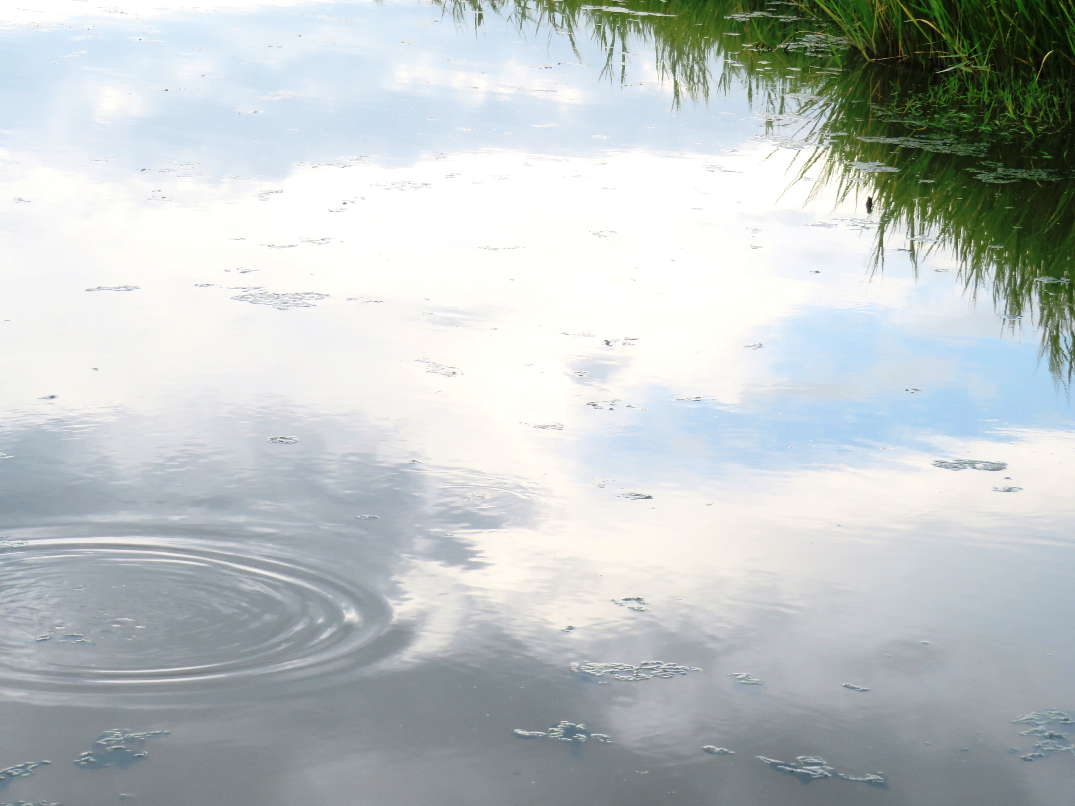 曇天の水鏡