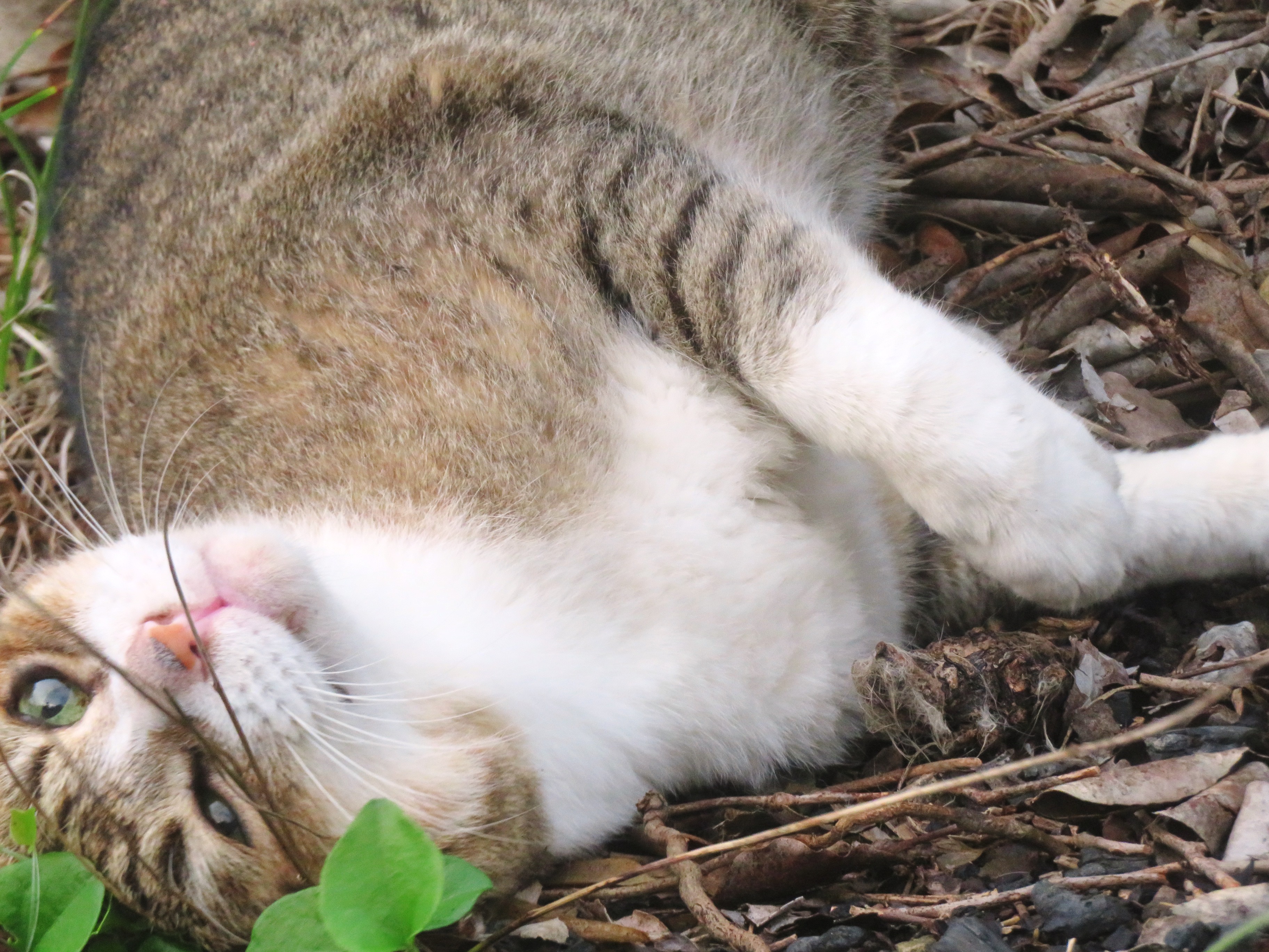 ねこ、風太 巡回